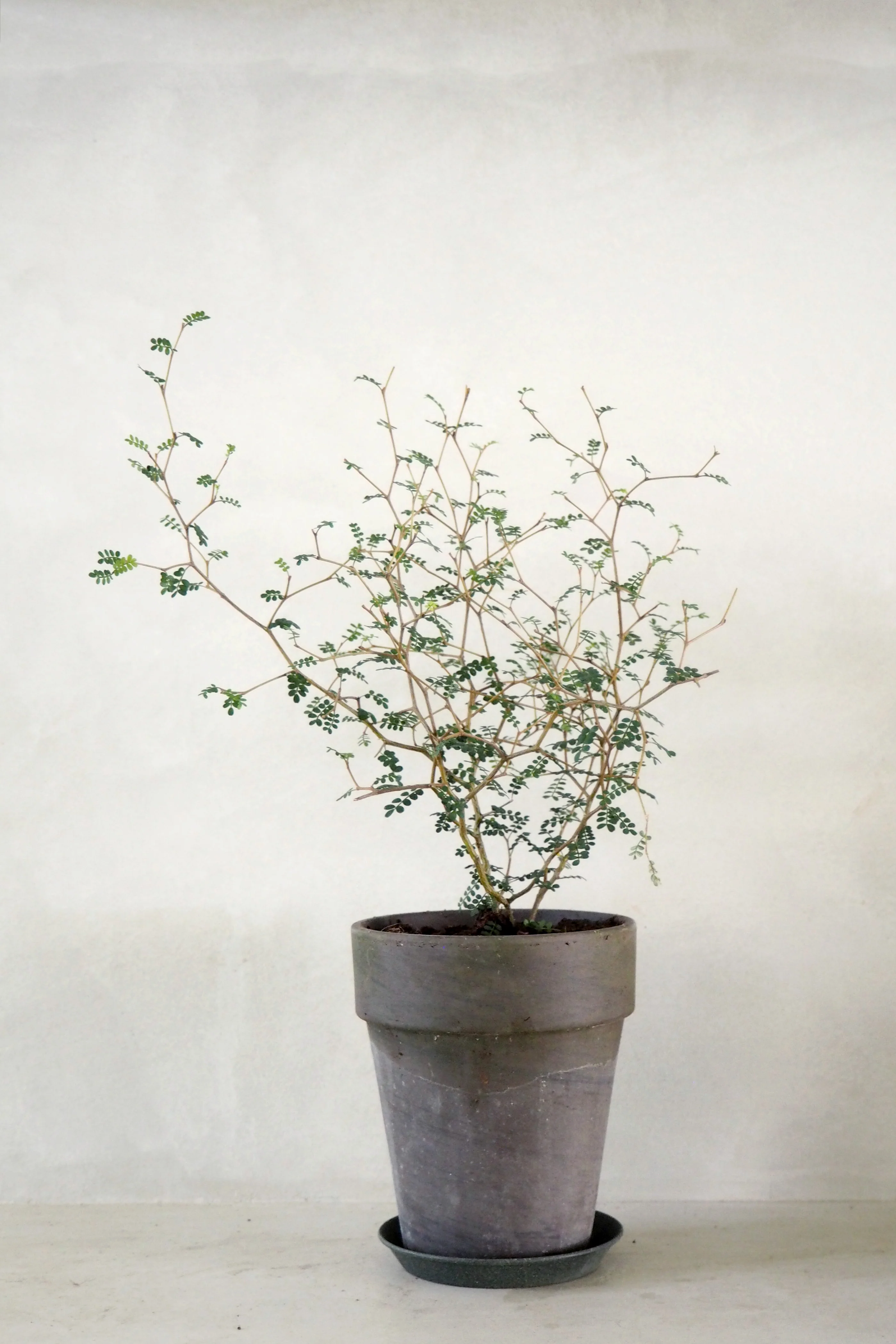 Sophora - Image 4