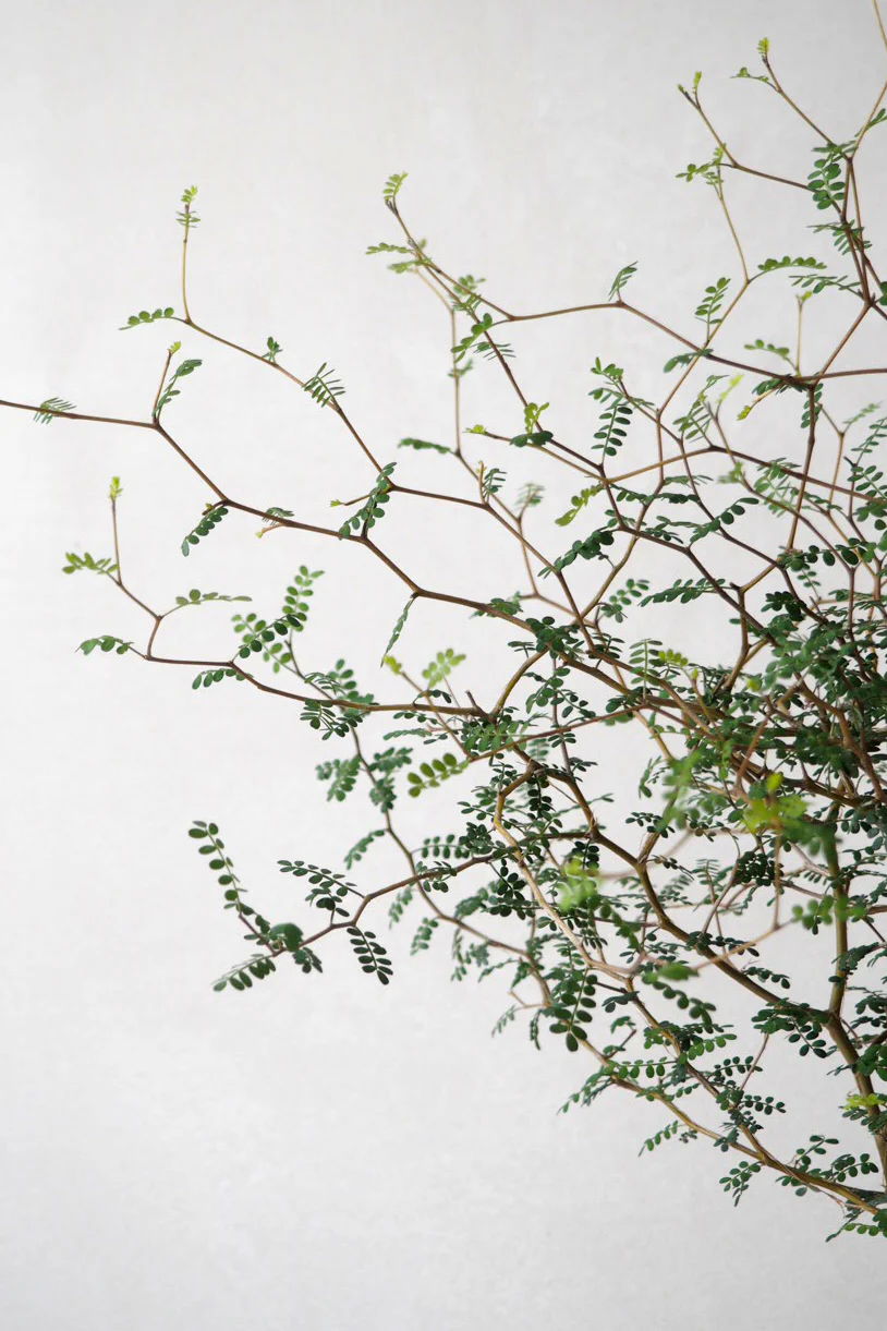 Sophora - Image 5