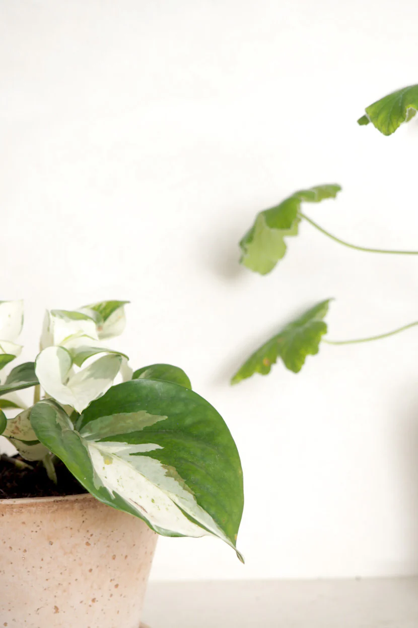 Epipremnum "Happy Leaf" - Image 3
