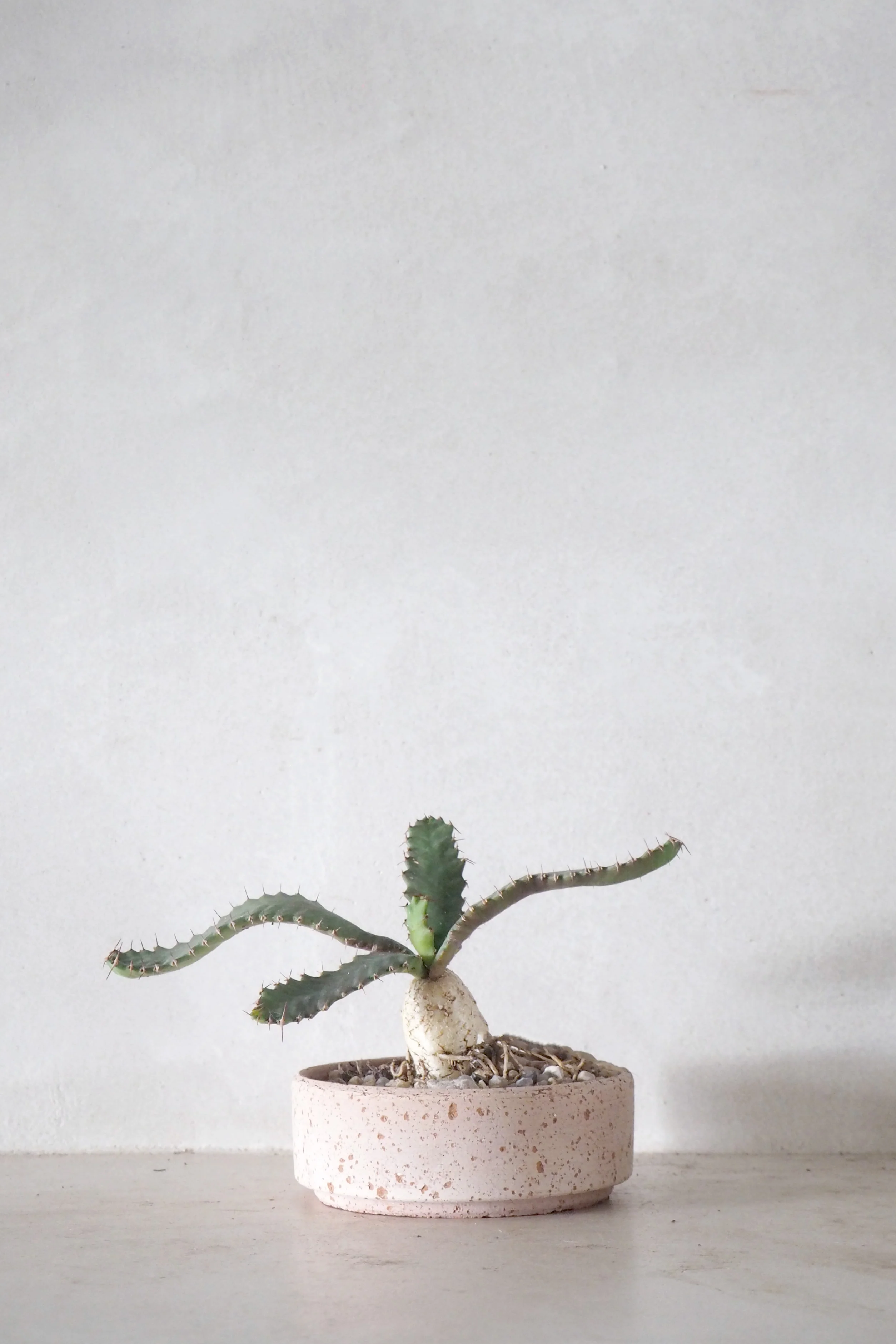 Euphorbia Stellata