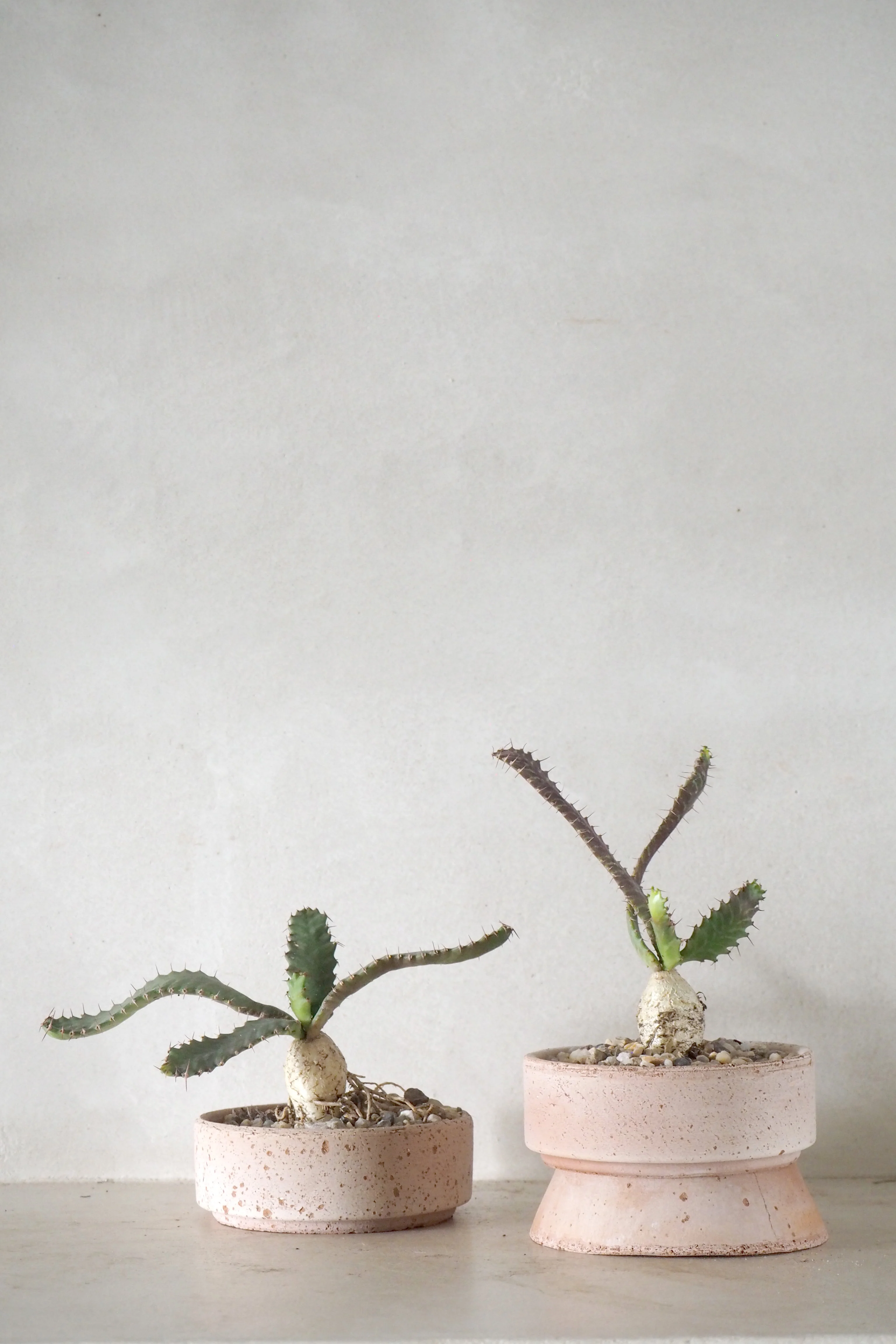 Euphorbia Stellata - Image 2