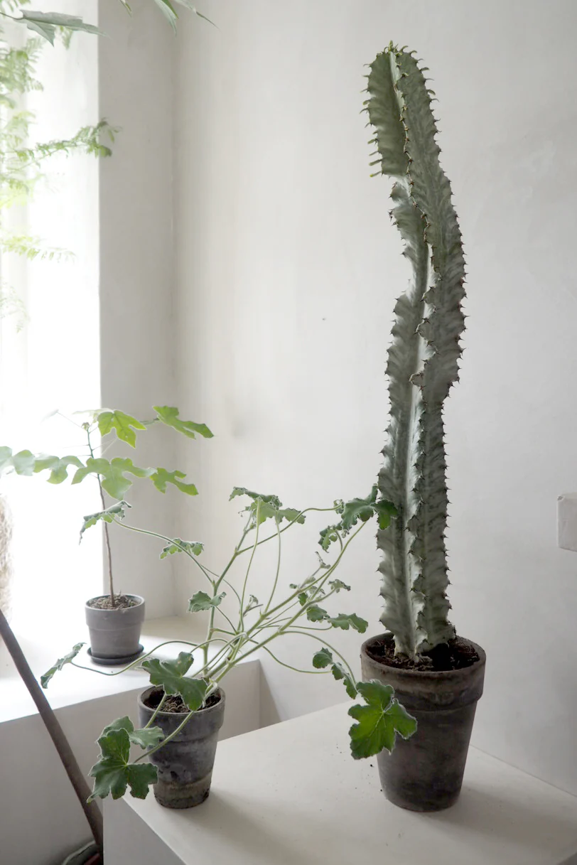 Euphorbia variegated - Image 3