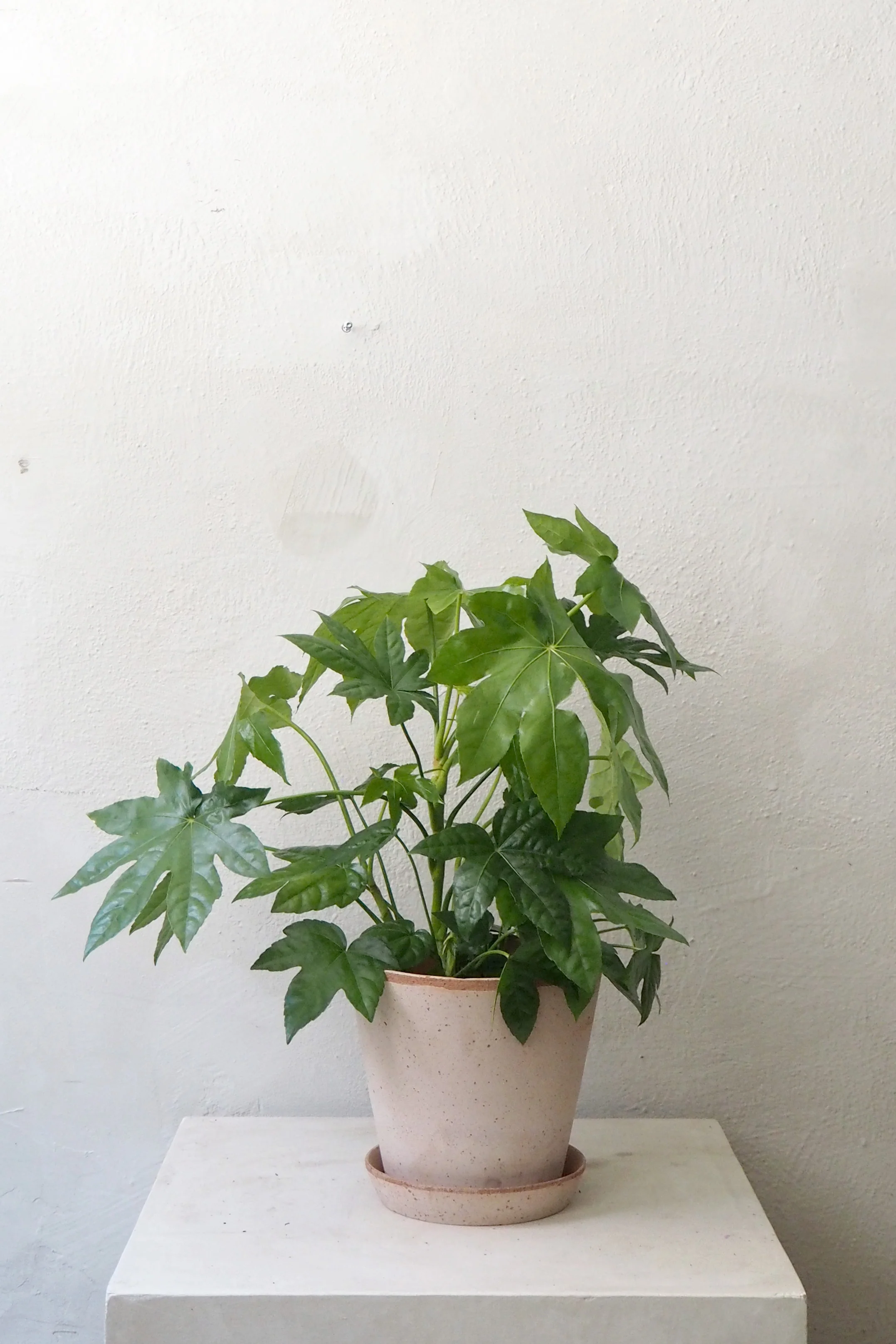 Fatsia japonica, stor