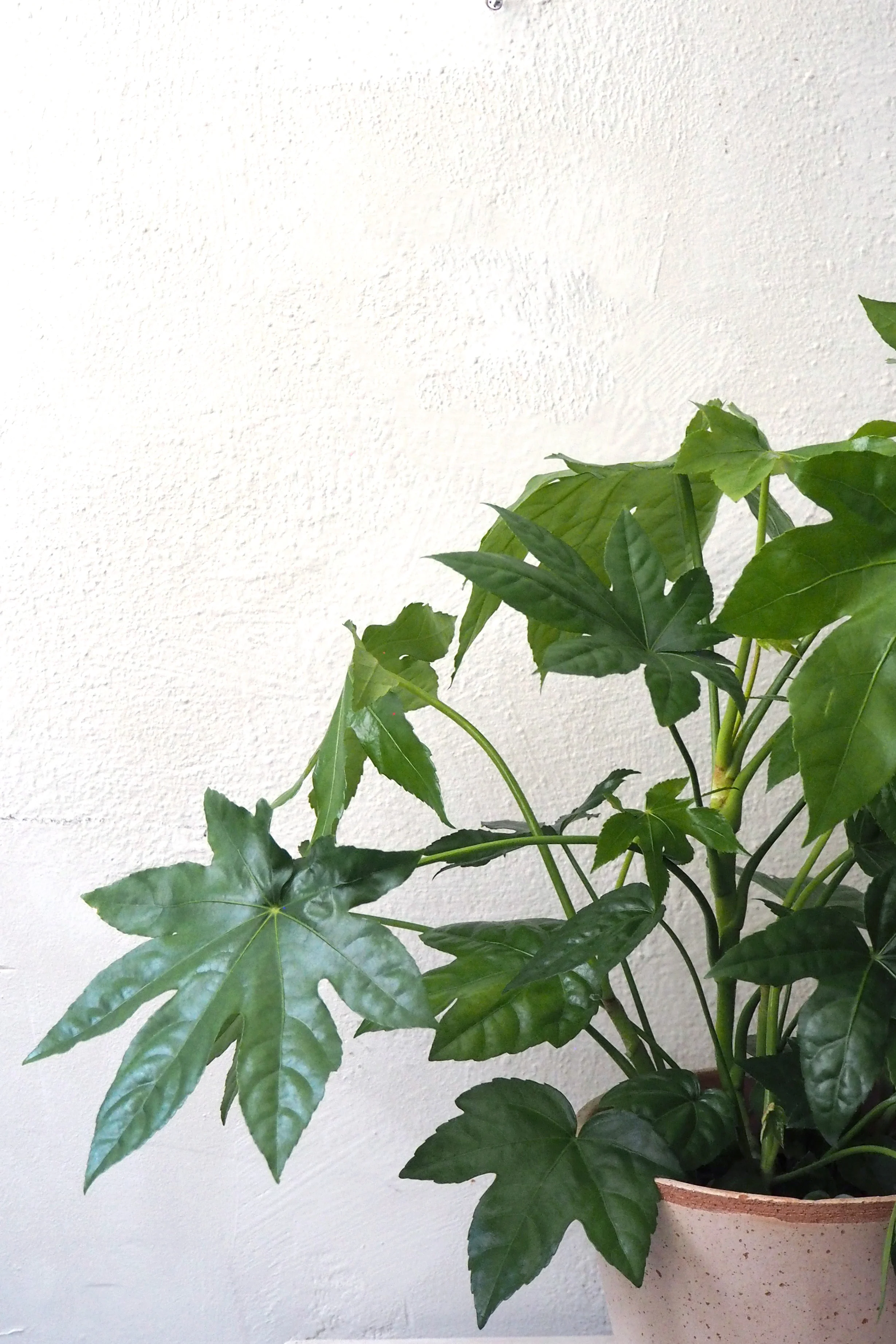 Fatsia japonica, stor - Image 2