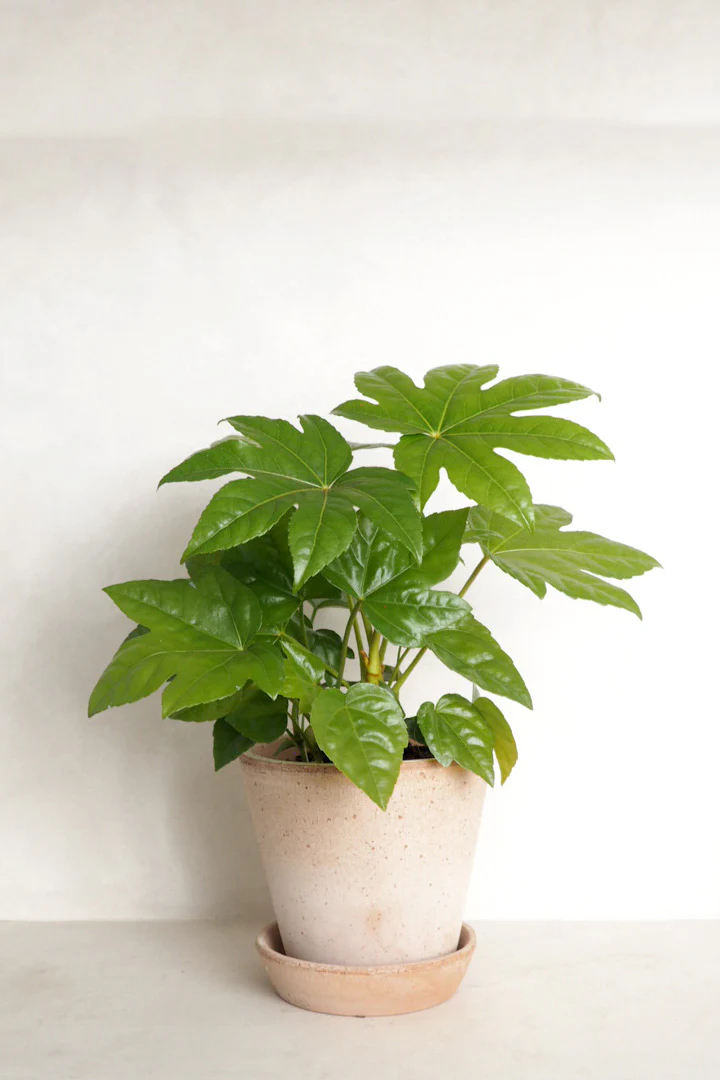 Fatsia japonica