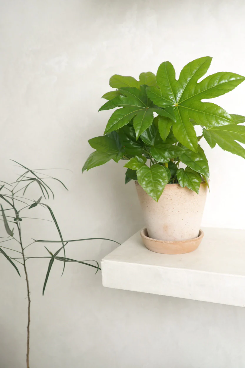 Fatsia japonica - Image 2