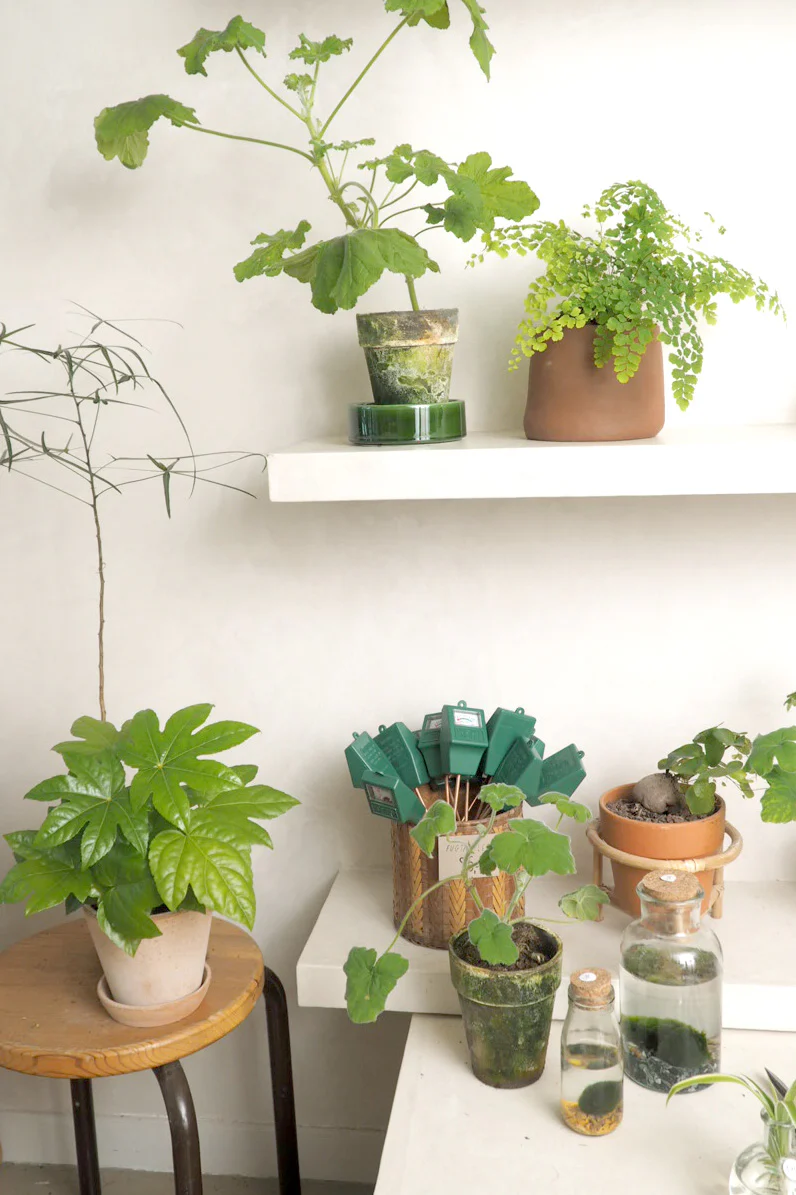 Fatsia japonica - Image 3