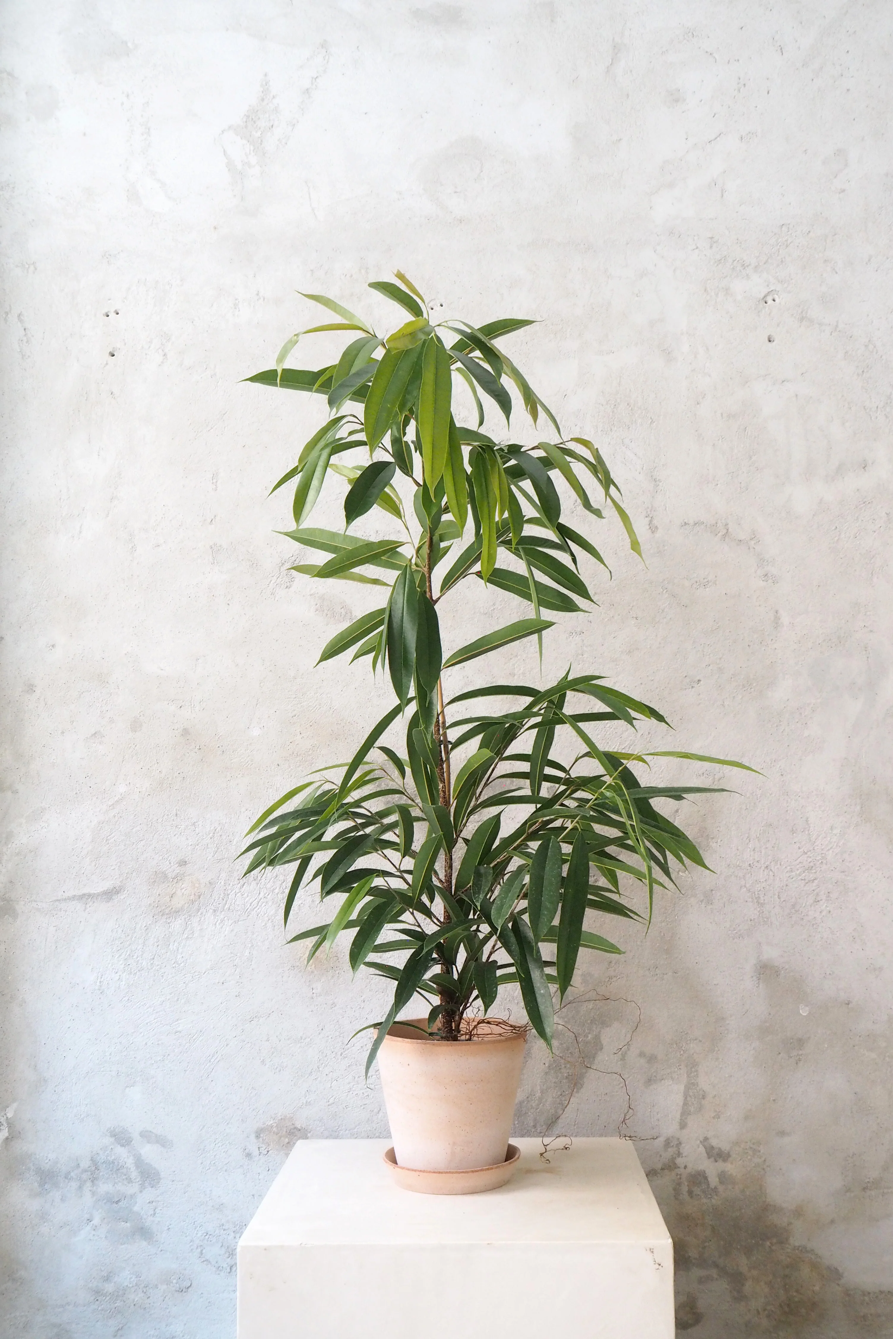 Ficus amstel king