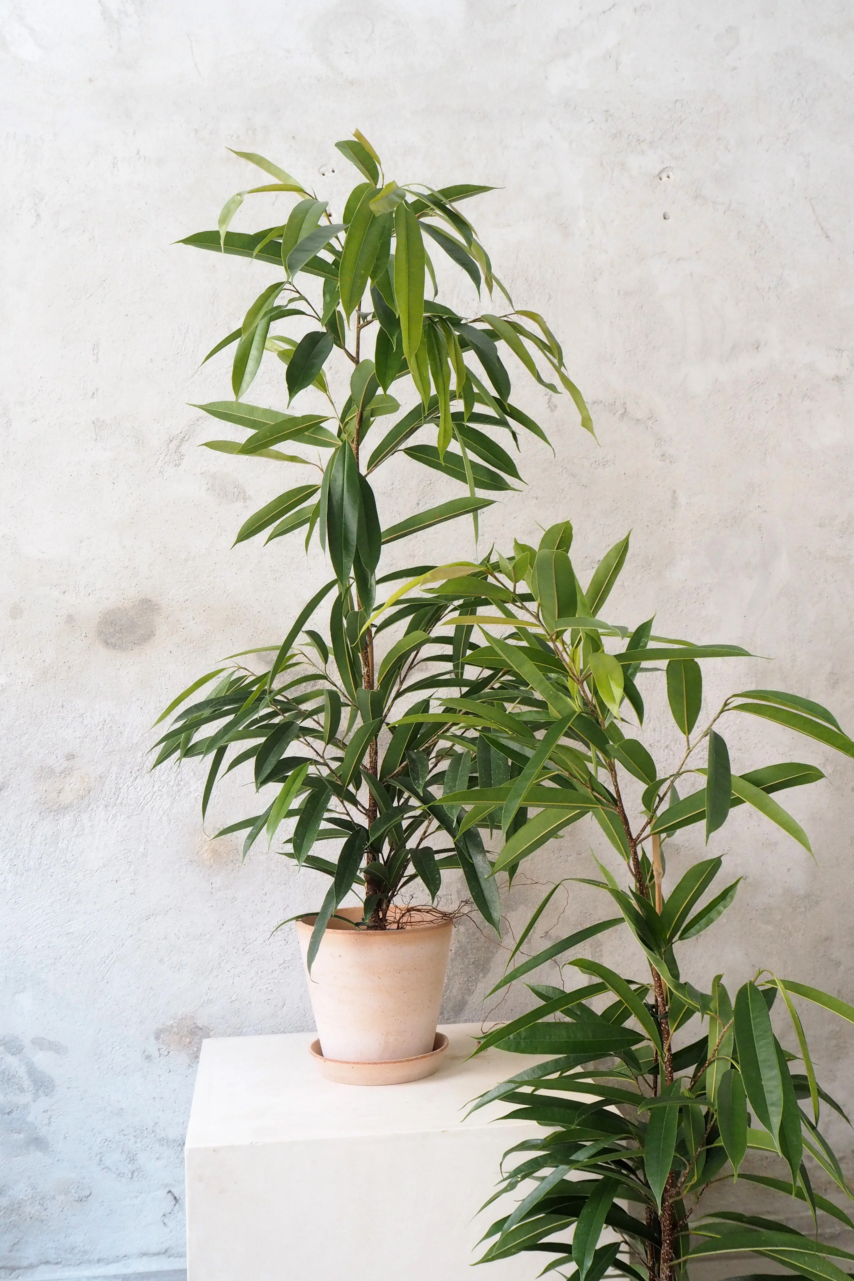 Ficus amstel king - Image 2