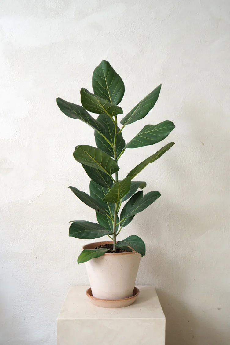 Ficus Audrey