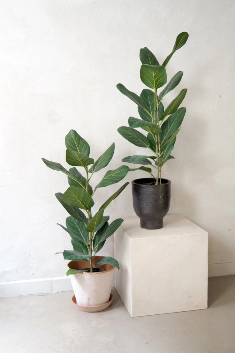 Ficus Audrey - Image 2