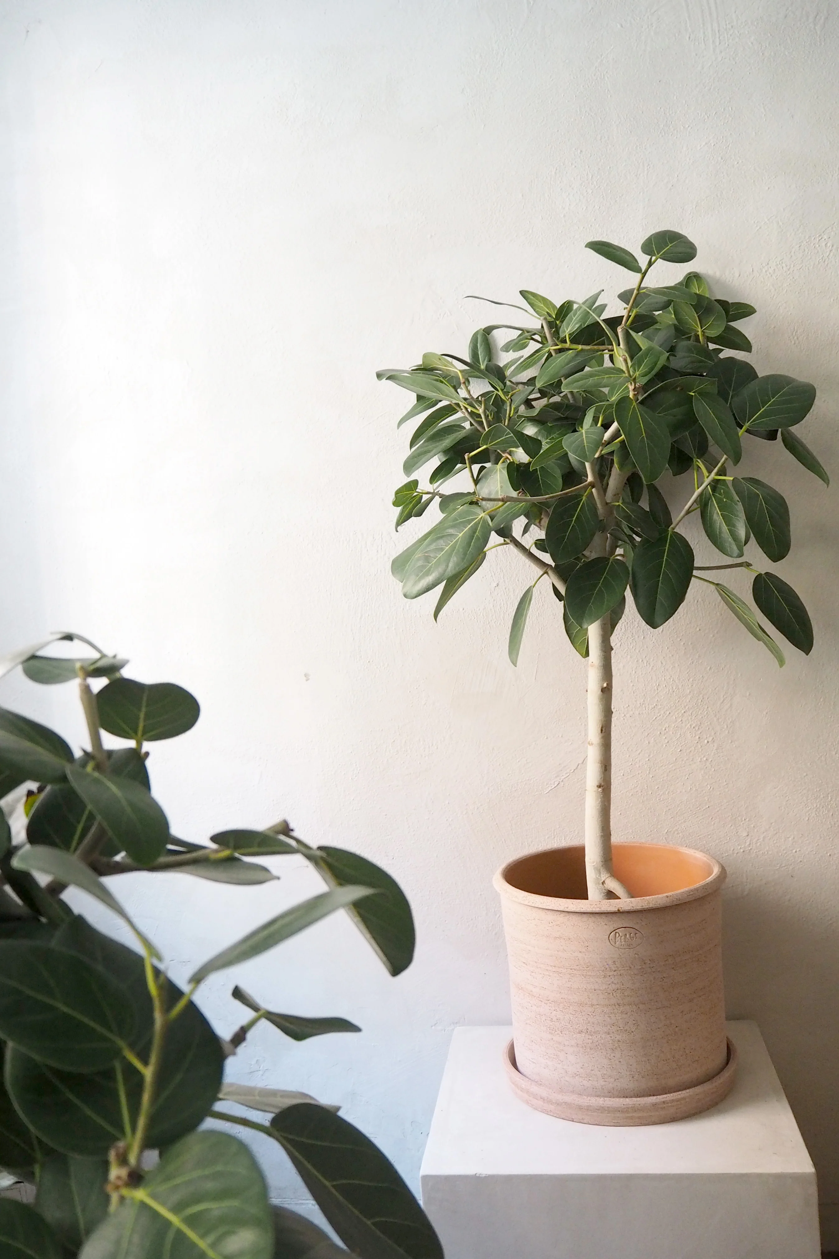 Ficus Audrey, stor - Image 3