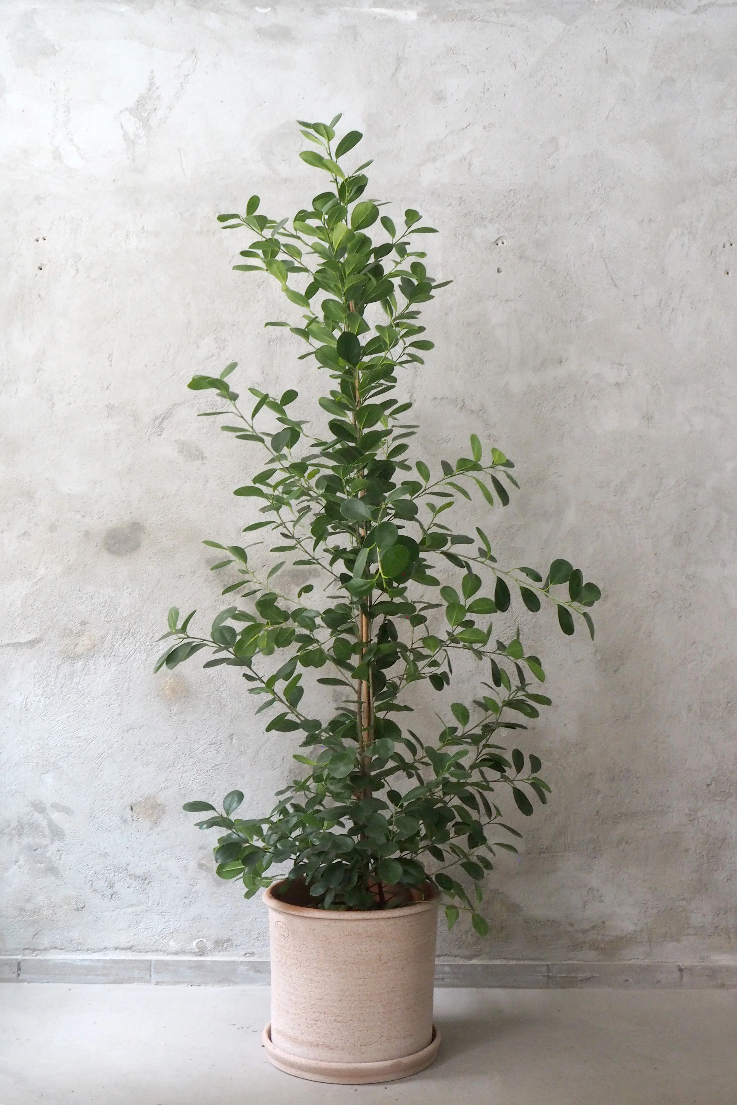 Ficus microcarpa moclame