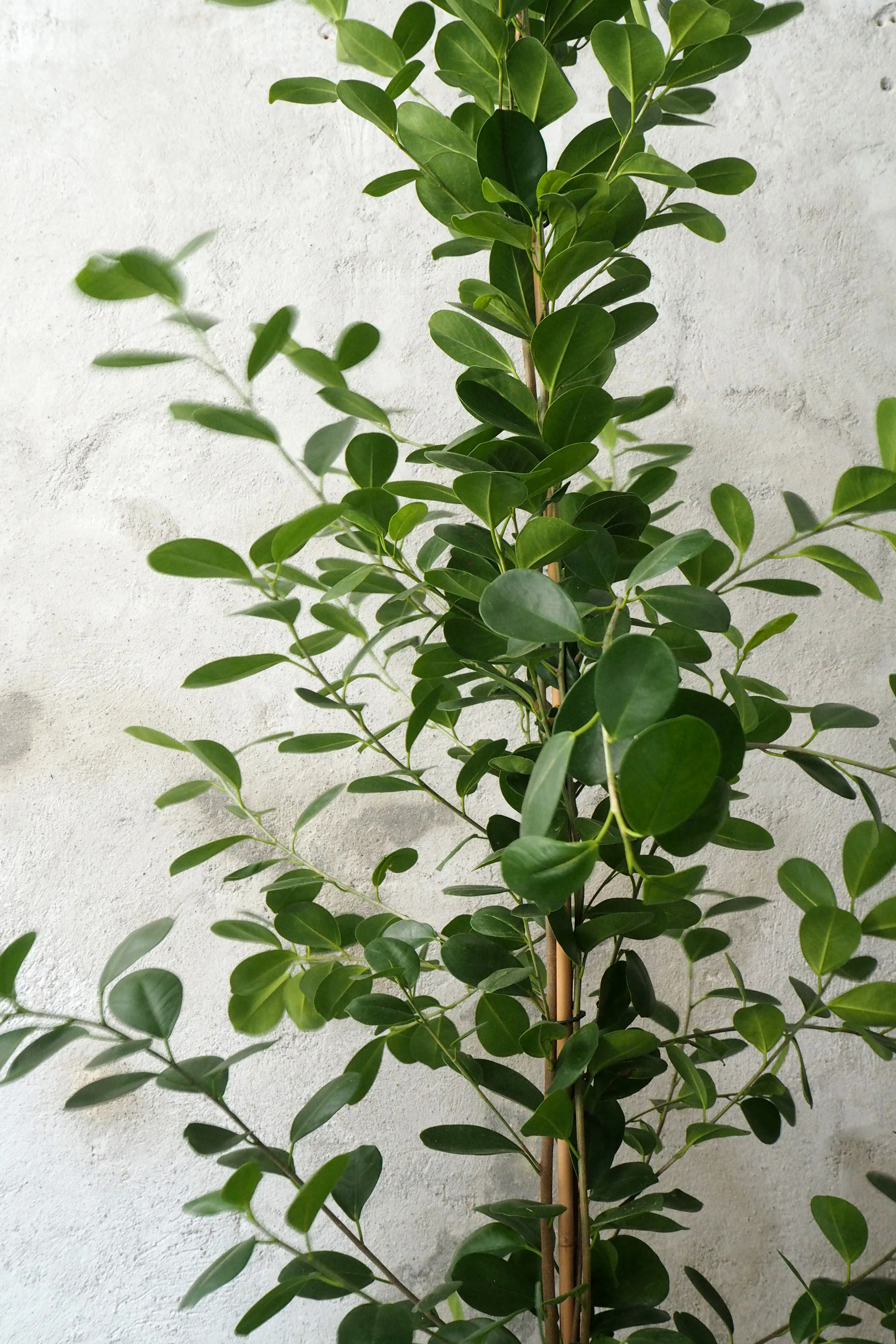 Ficus microcarpa moclame - Image 2