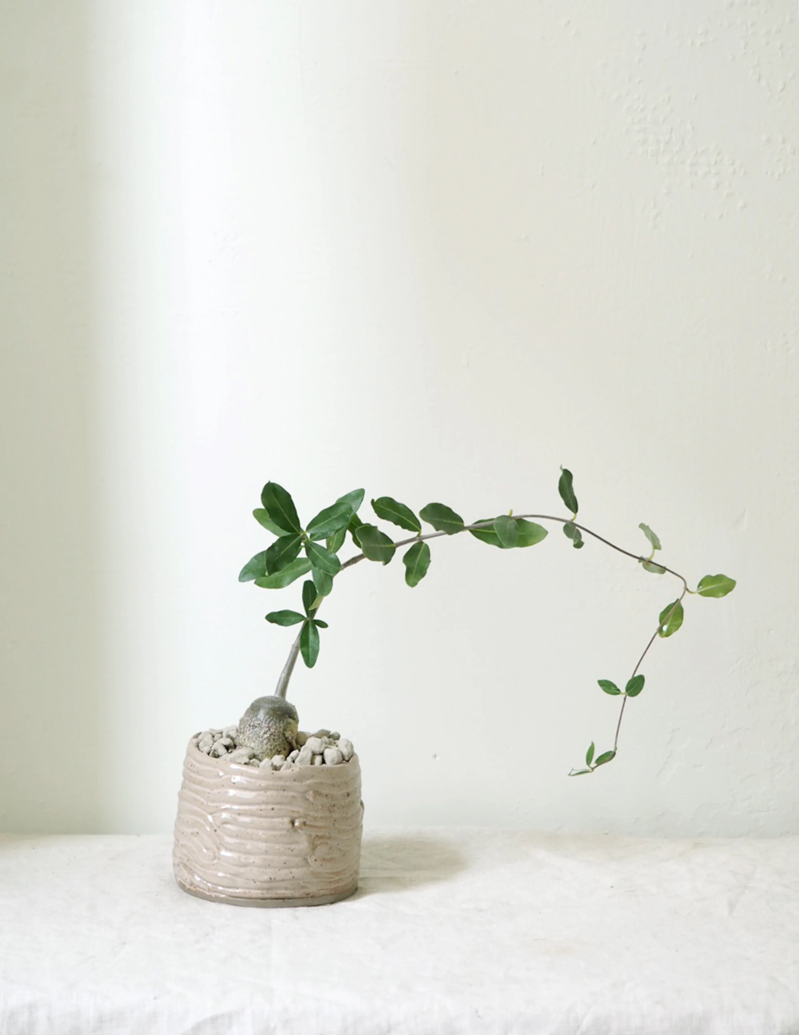 Fockea Edulis - Image 3