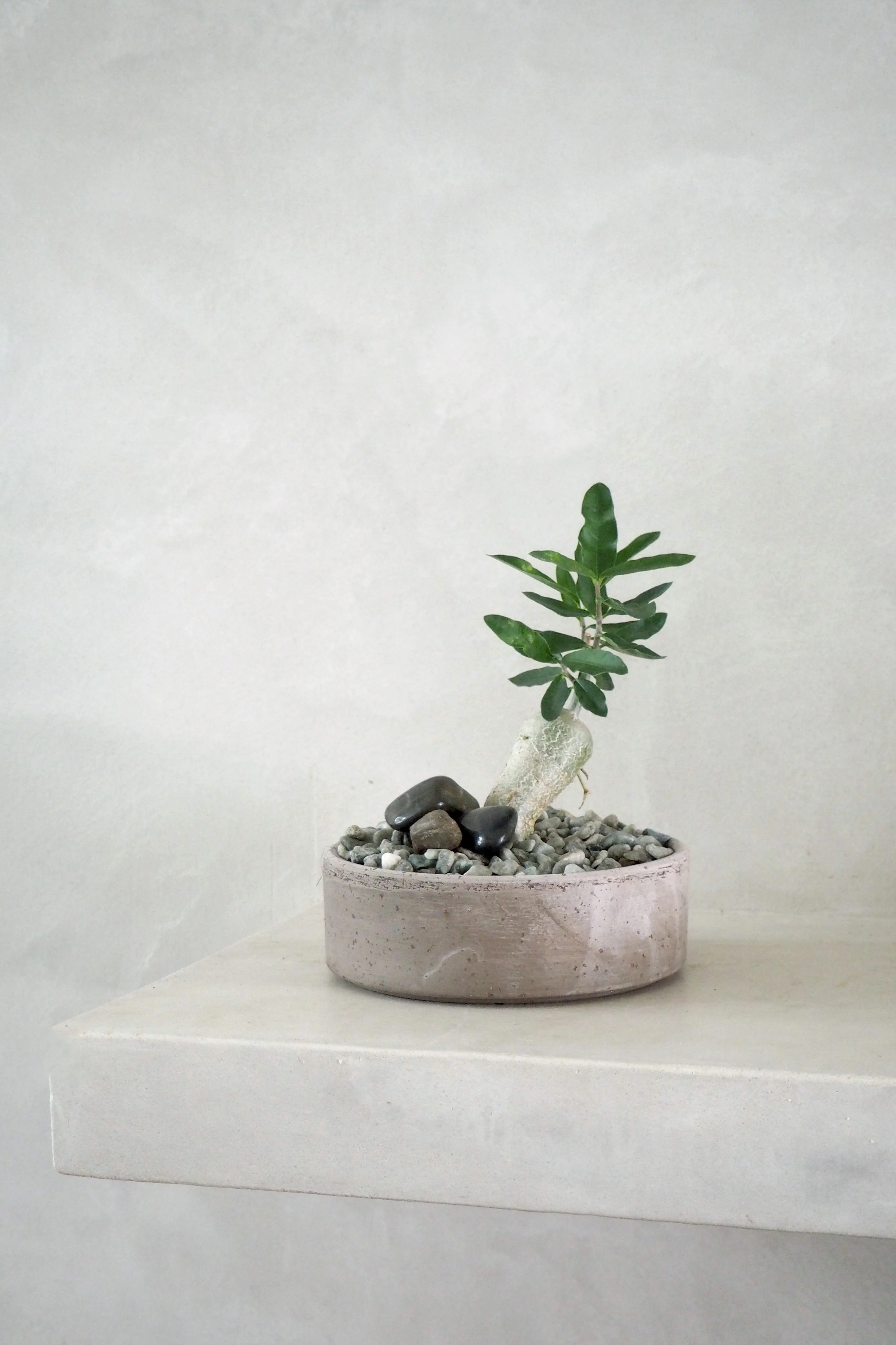 Fockea Edulis - Image 4