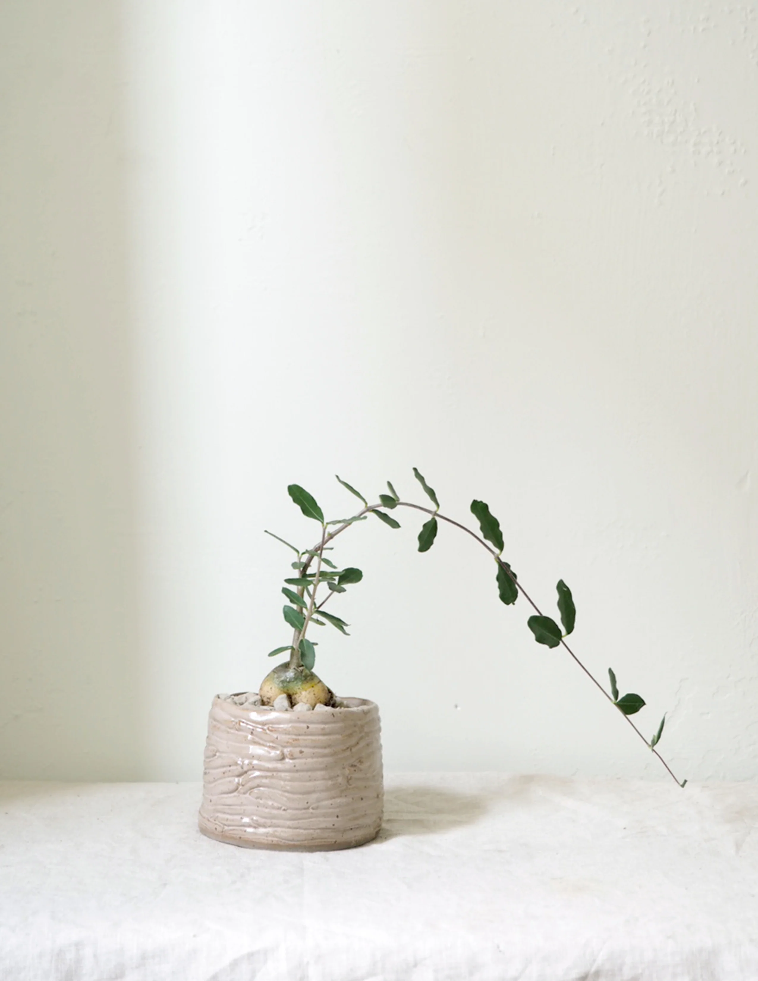 Fockea Edulis - Image 7