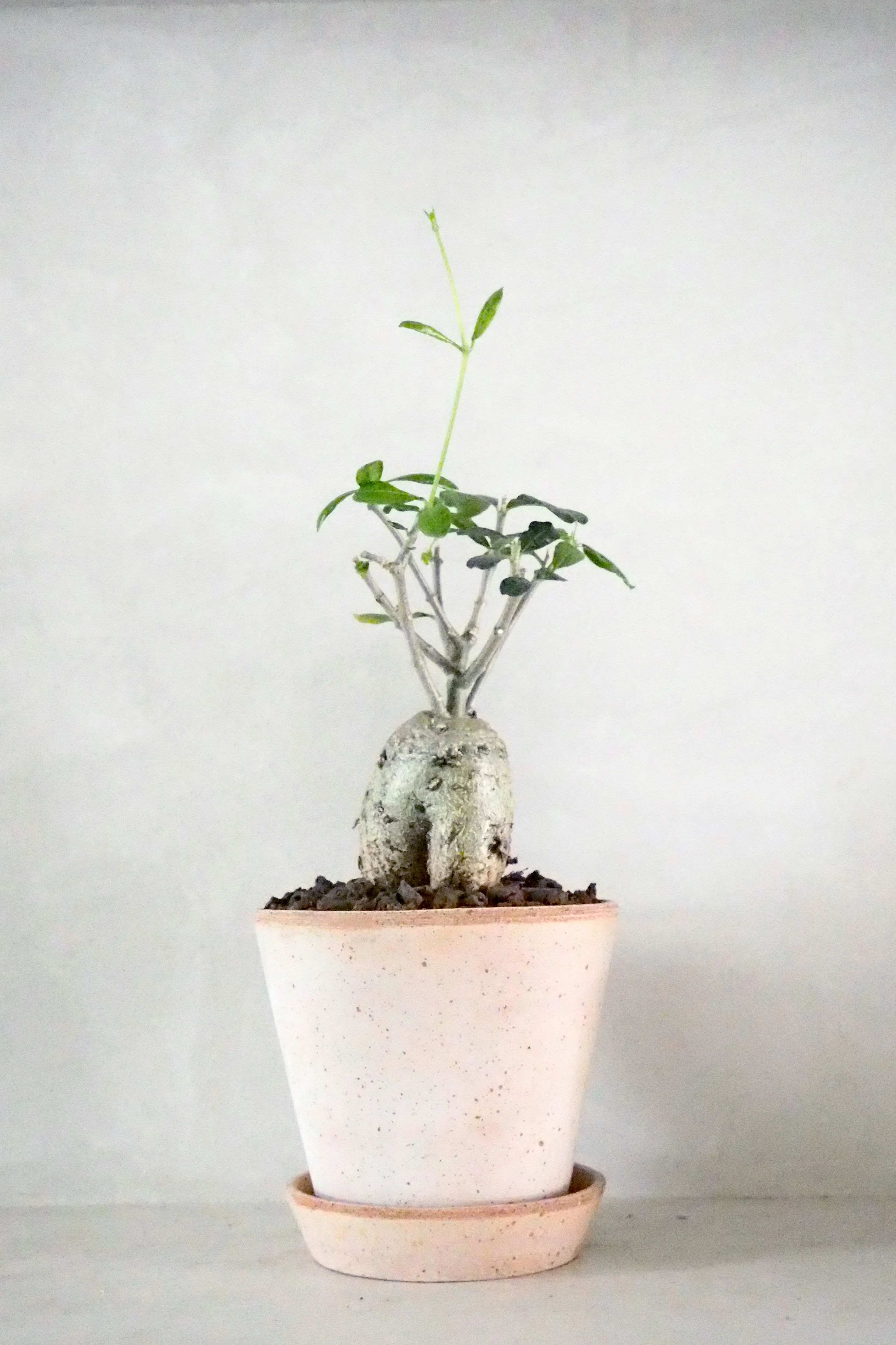 Fockea Edulis,medium