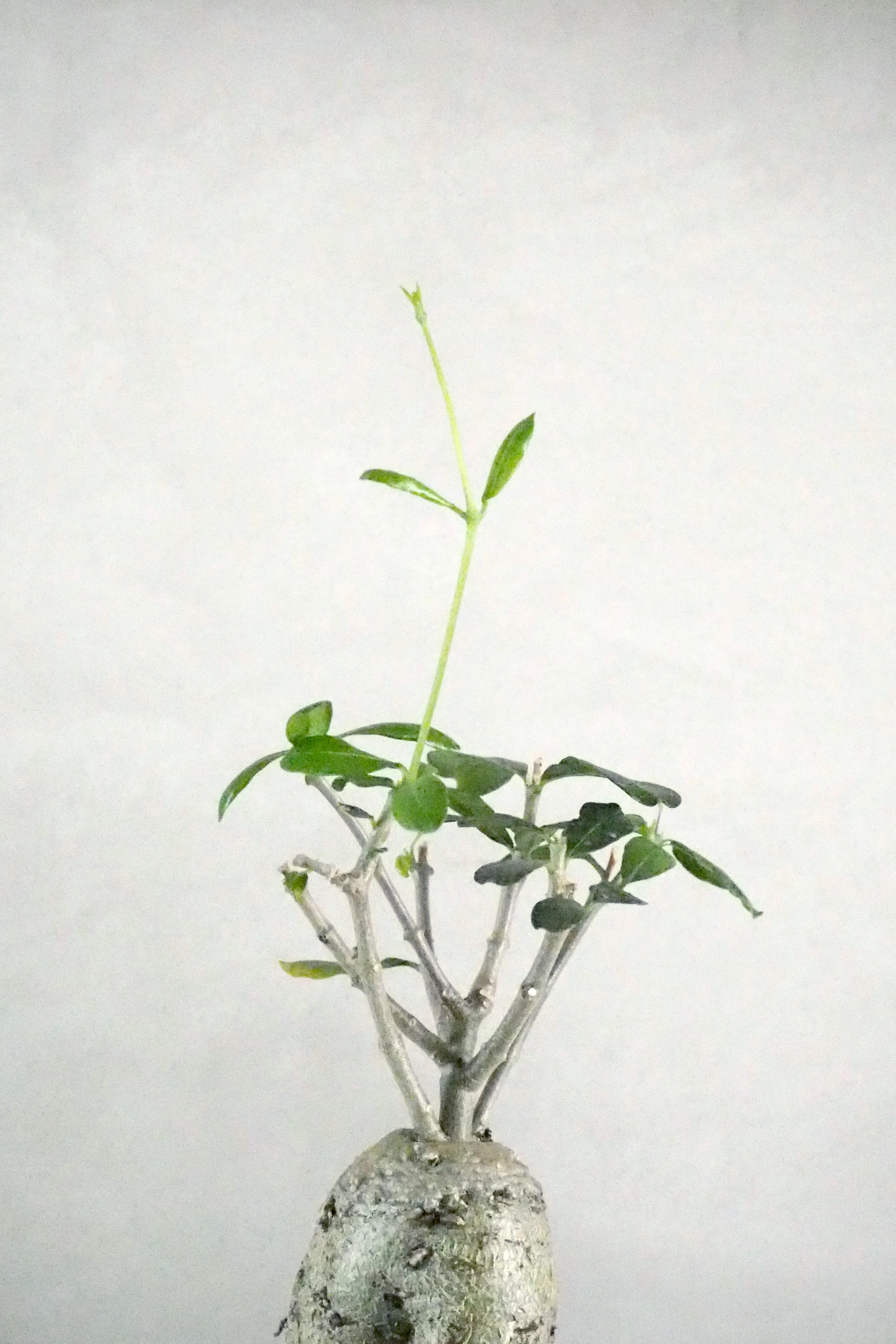 Fockea Edulis,medium - Image 2