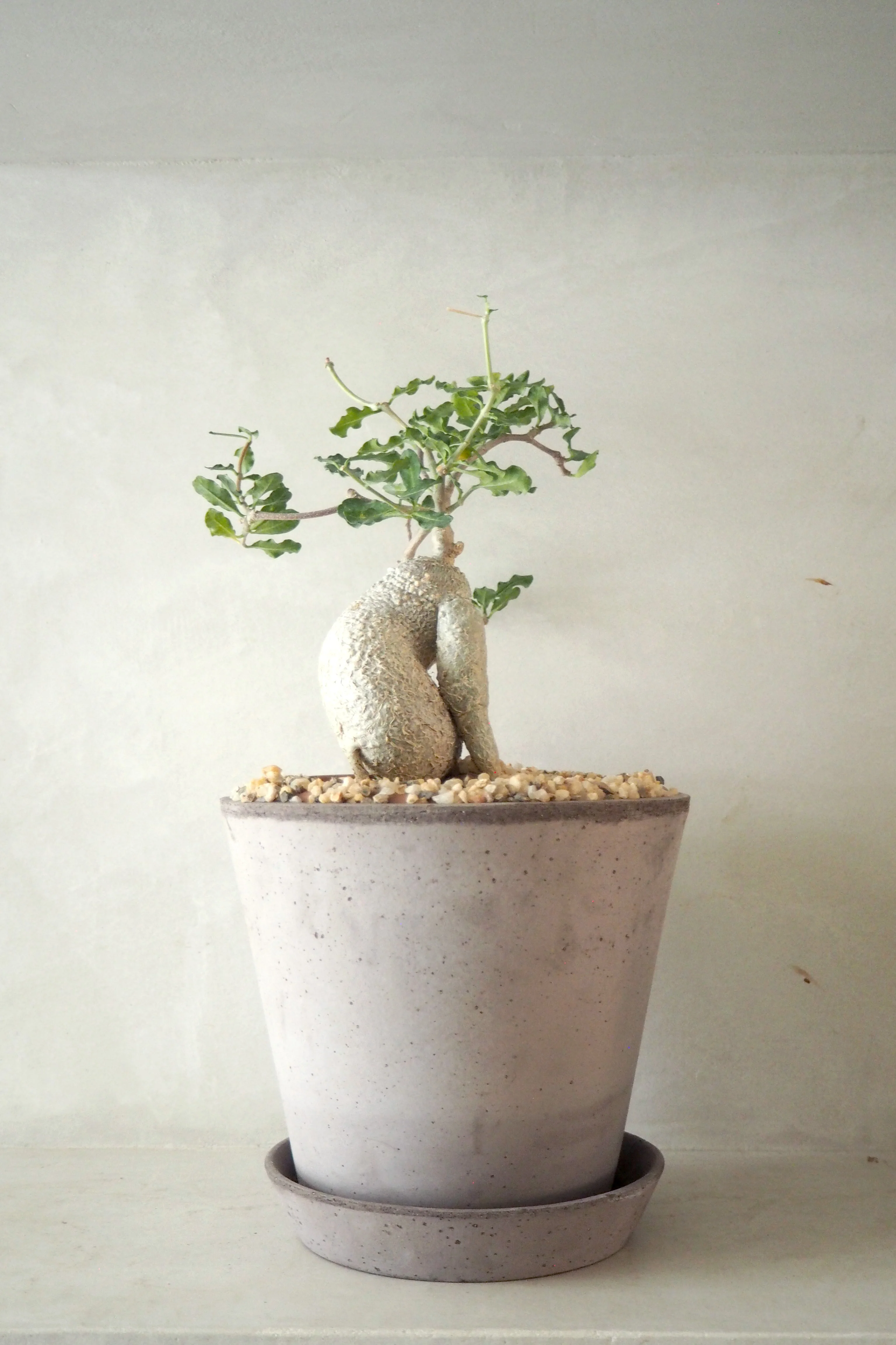 Miniaturebillede 1