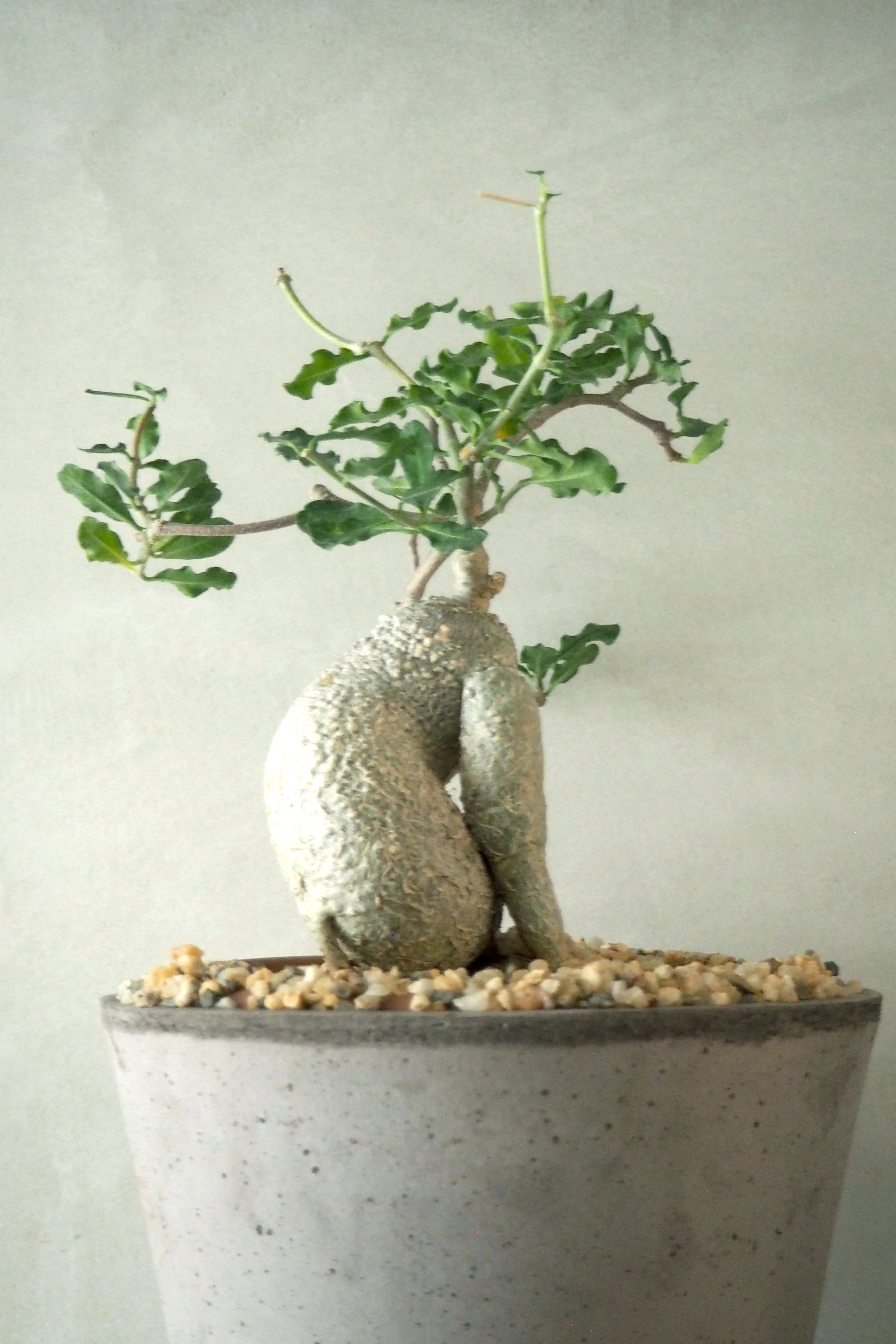 Fockea Edulis, stor - Image 3
