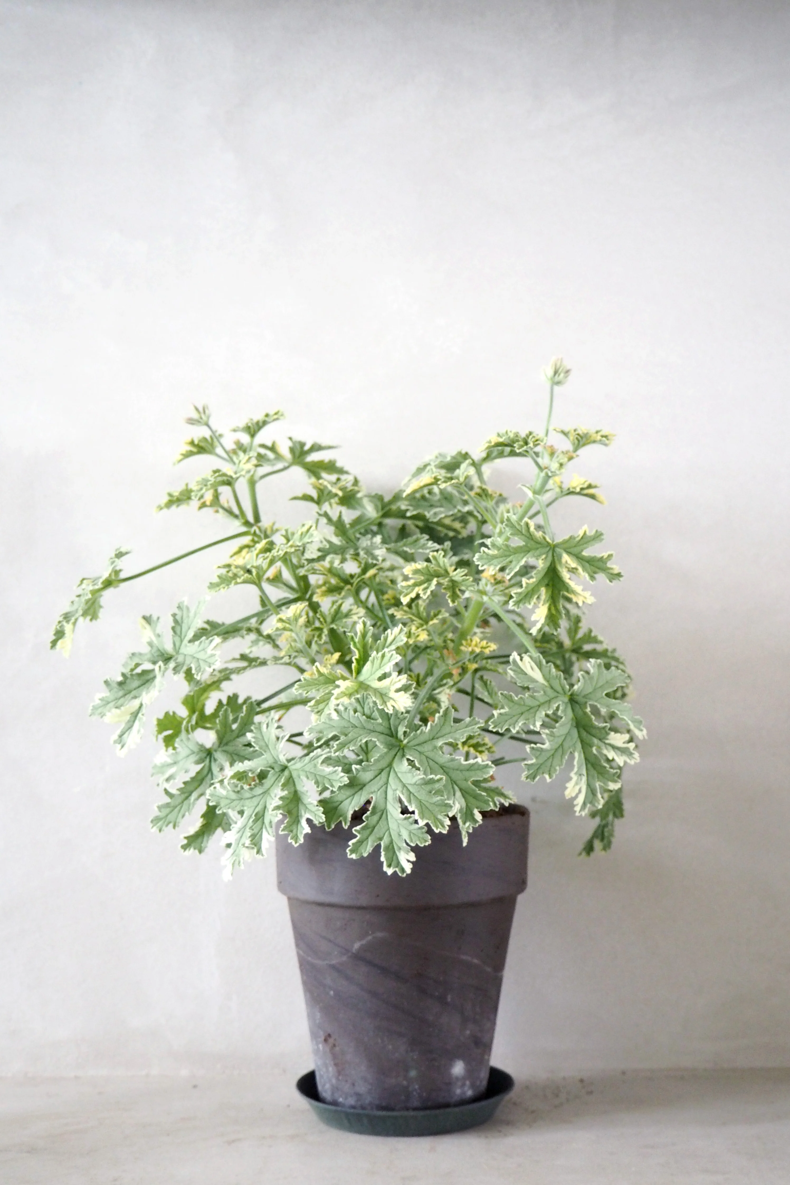 Danskavlede planter
