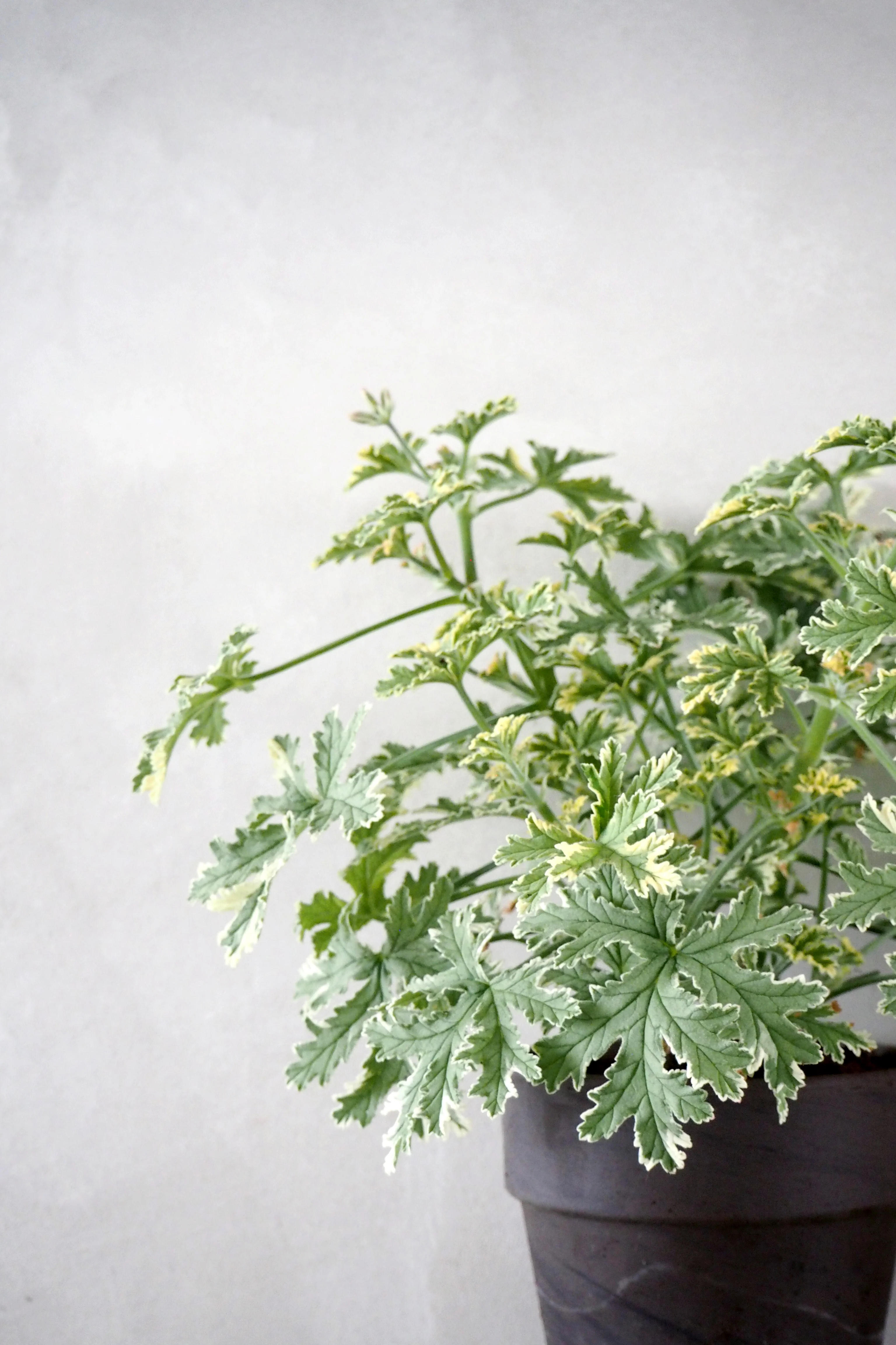 Geranium - Fragrant frosty - Image 3