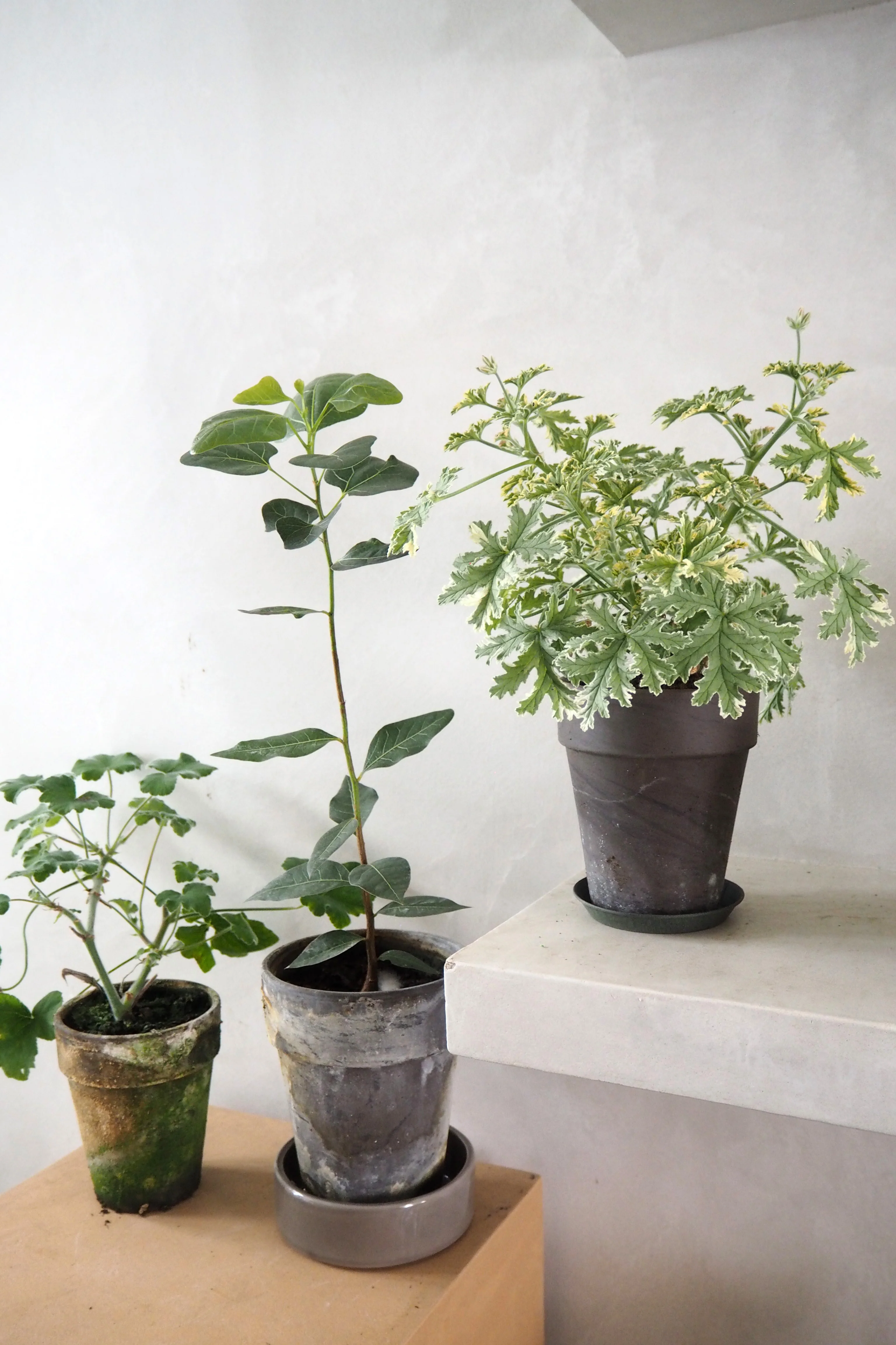 Geranium - Fragrant frosty - Image 4
