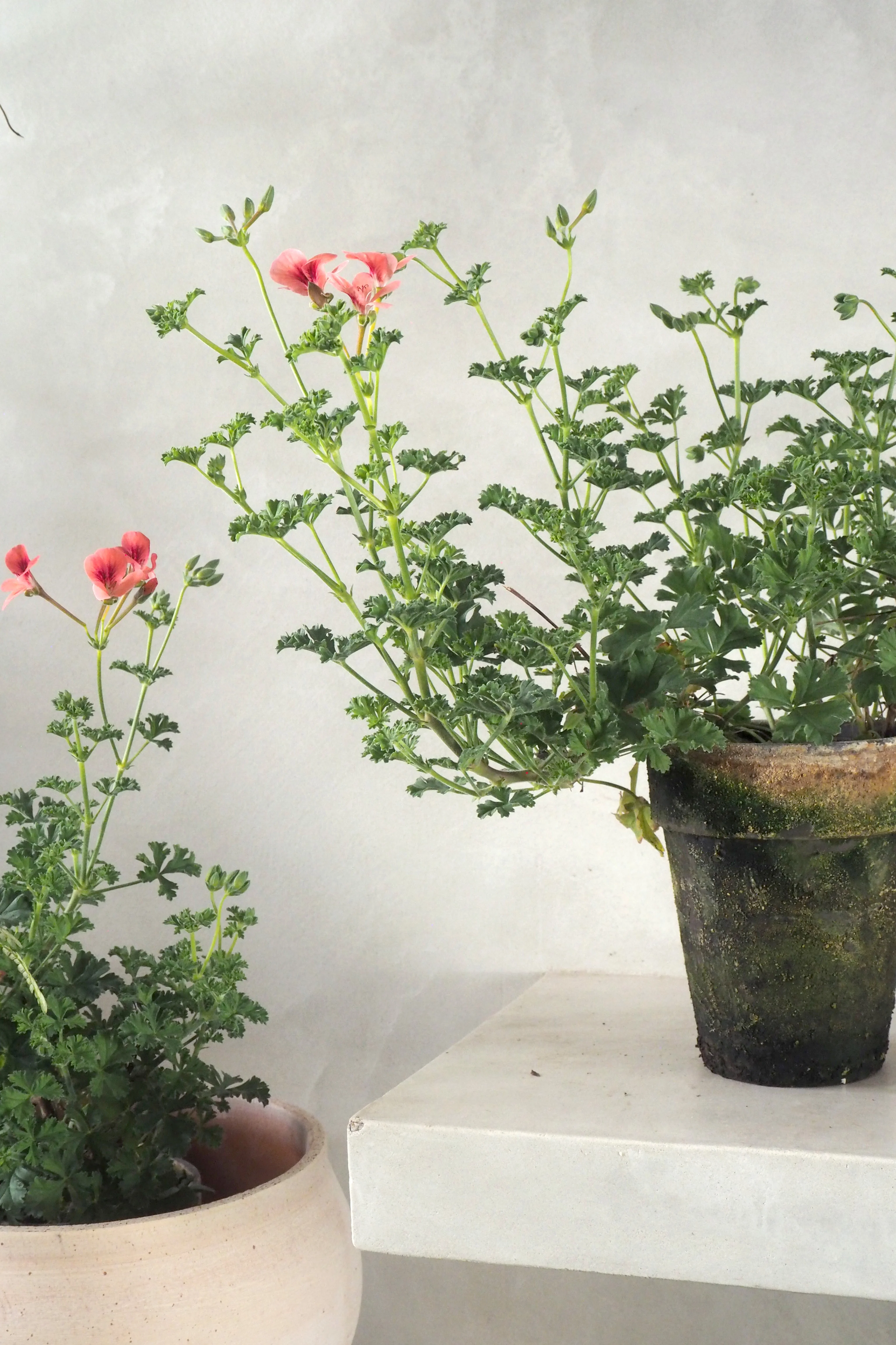 Geranium - Prince of Orange - Image 3