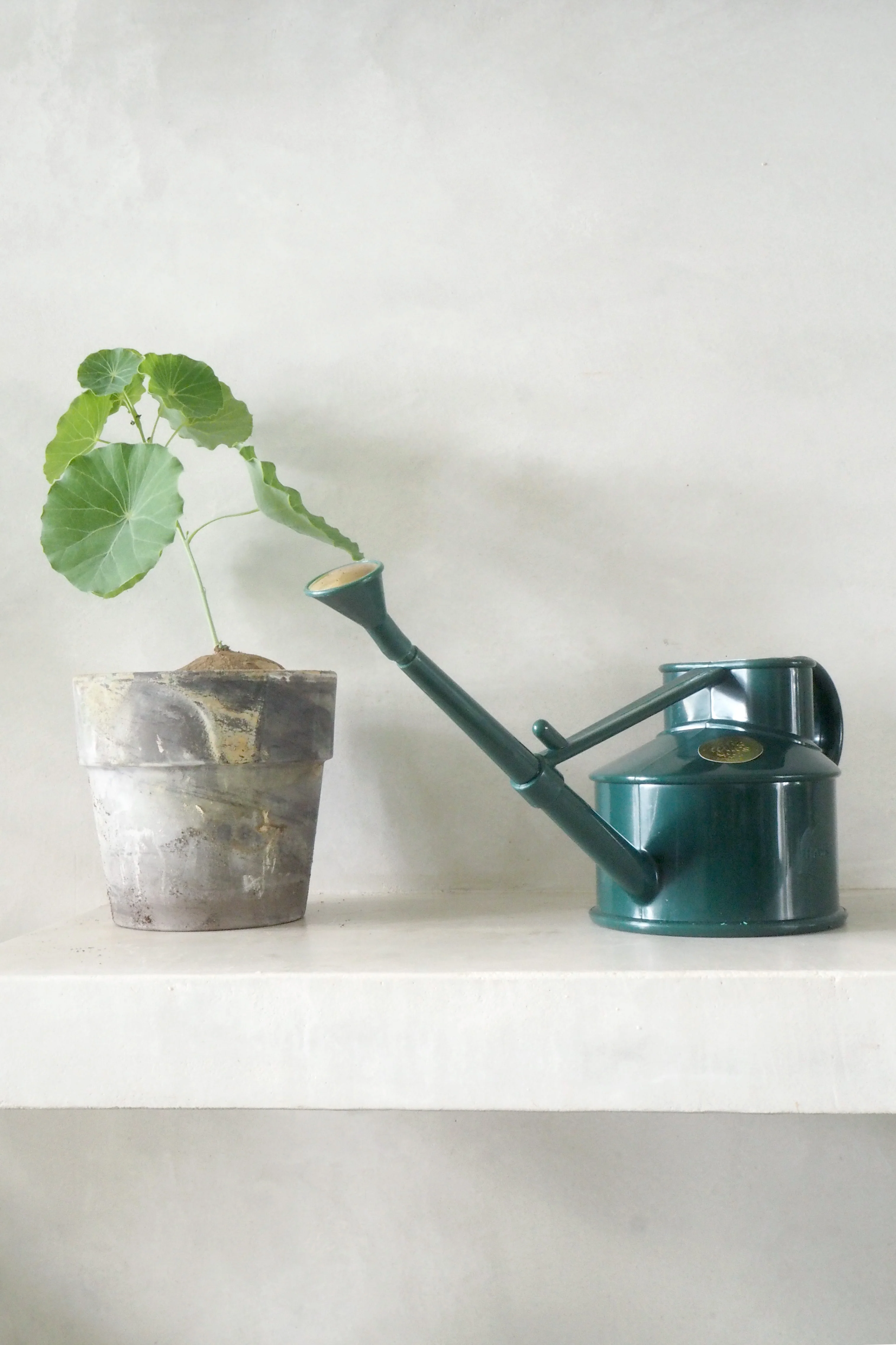 HAWS Vandkande, The Langley Sprinkler, grøn - Image 3