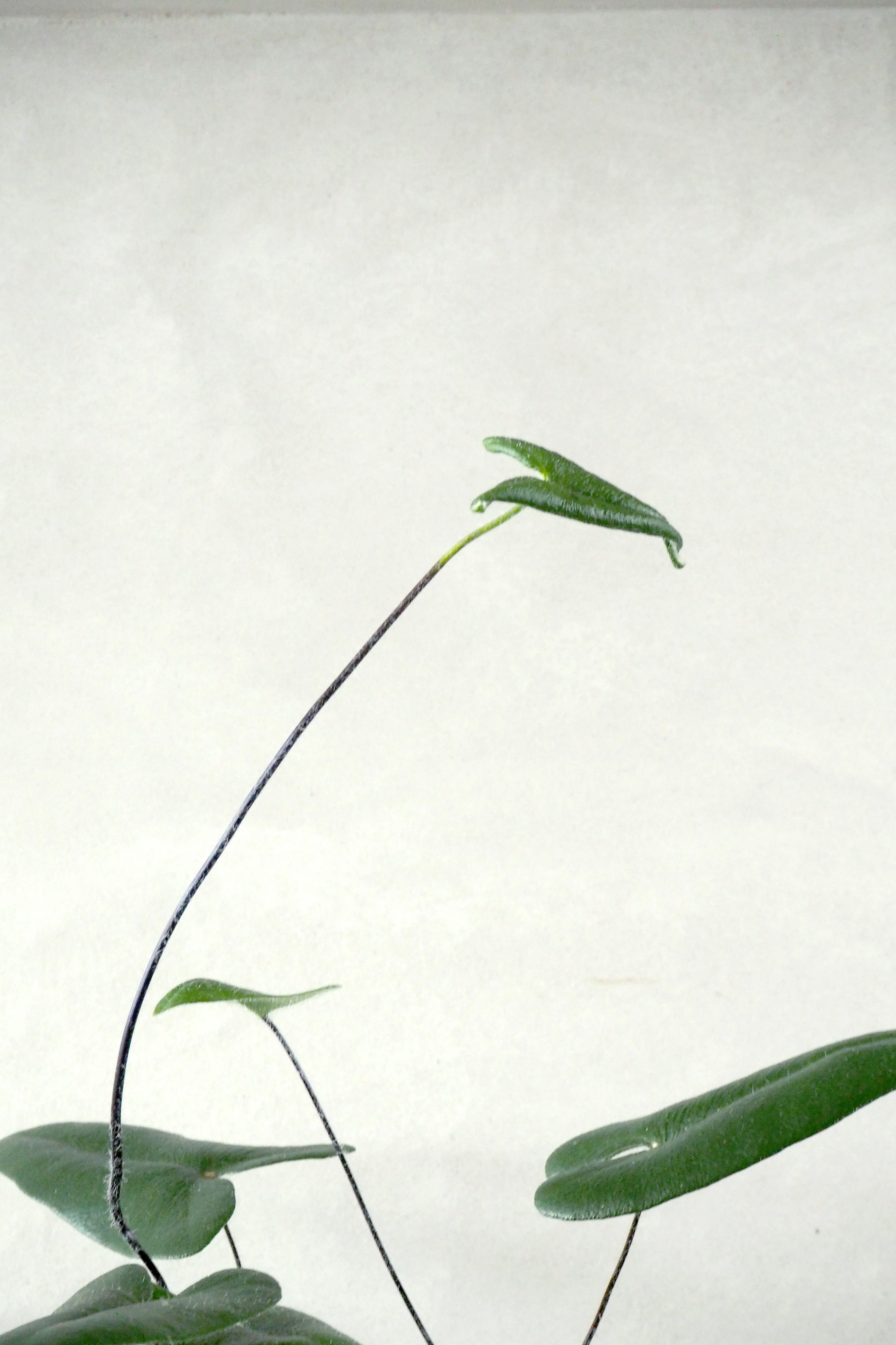 Hjertebregne - Image 3