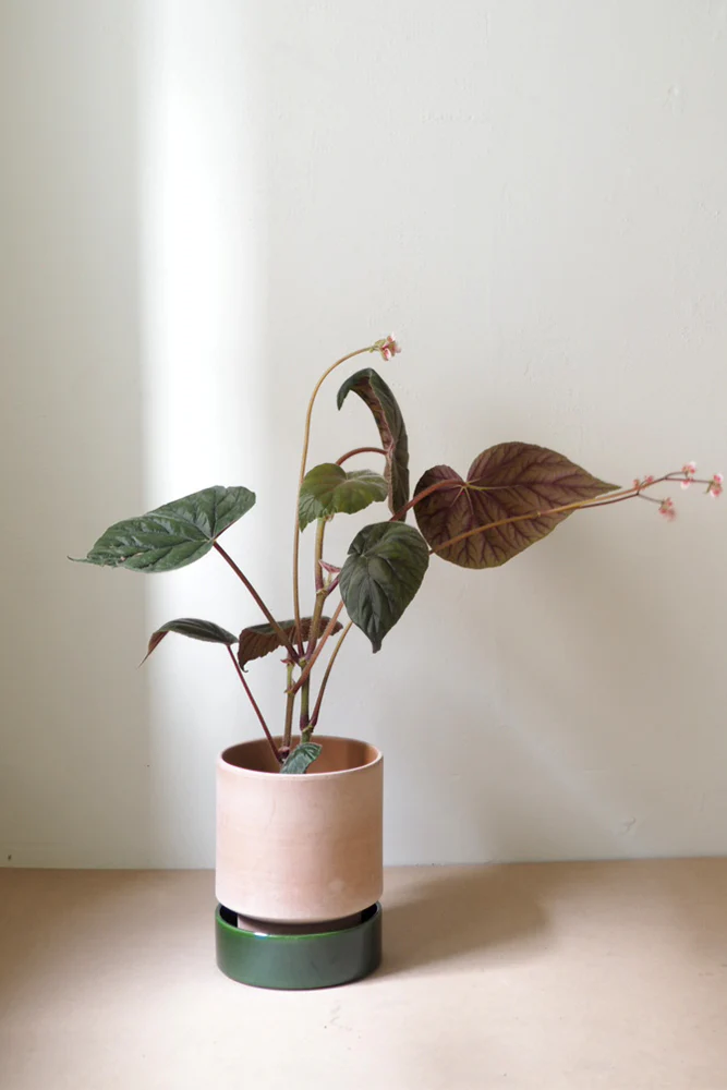 Hoff krukke, raw rosa - Image 4