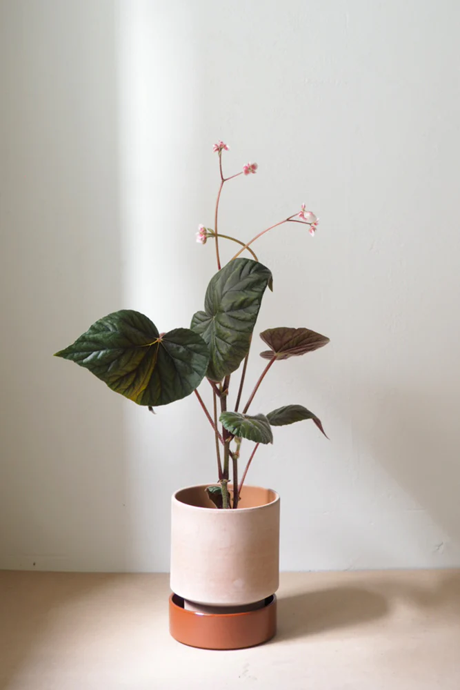 Hoff krukke, raw rosa + rust underskål - Image 2