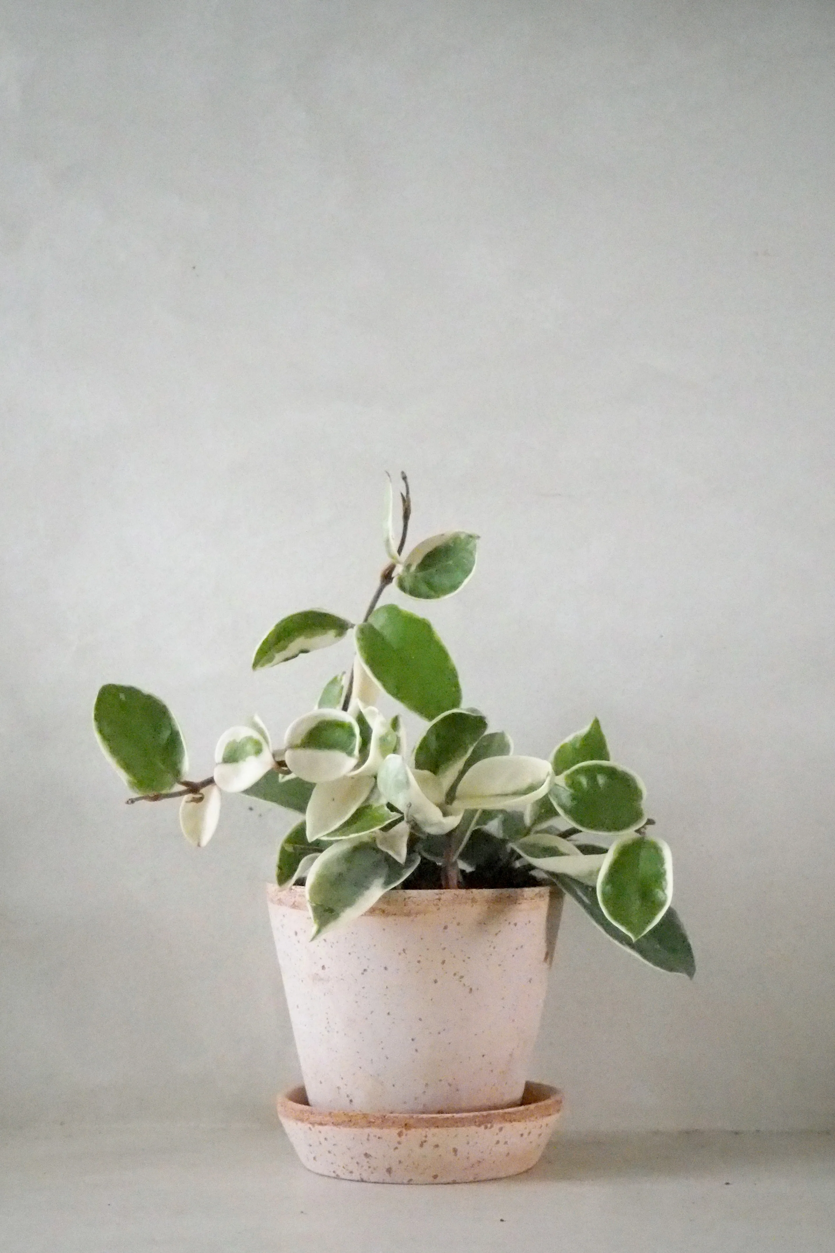 Miniaturebillede 1
