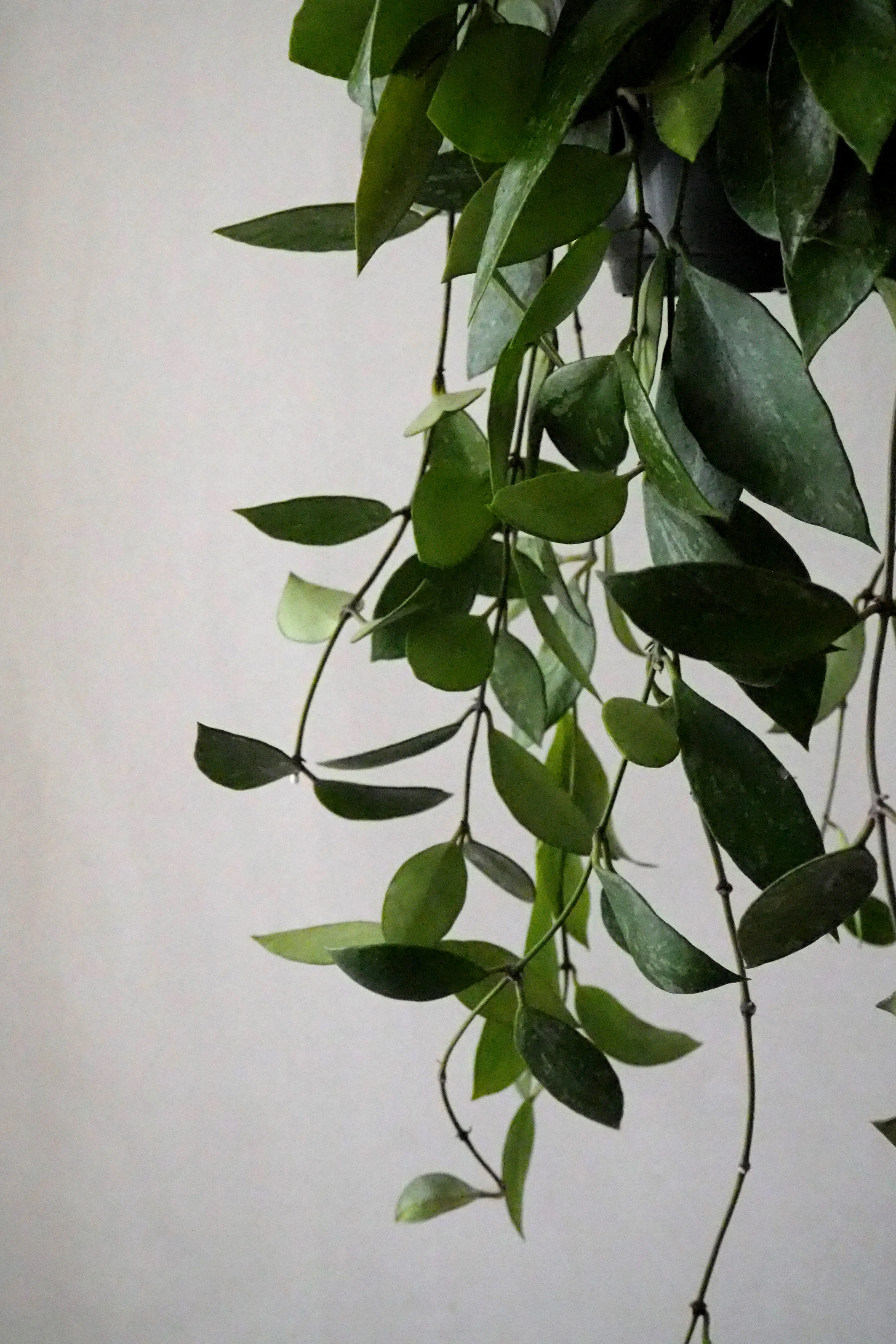 Hoya Memoria - Image 3