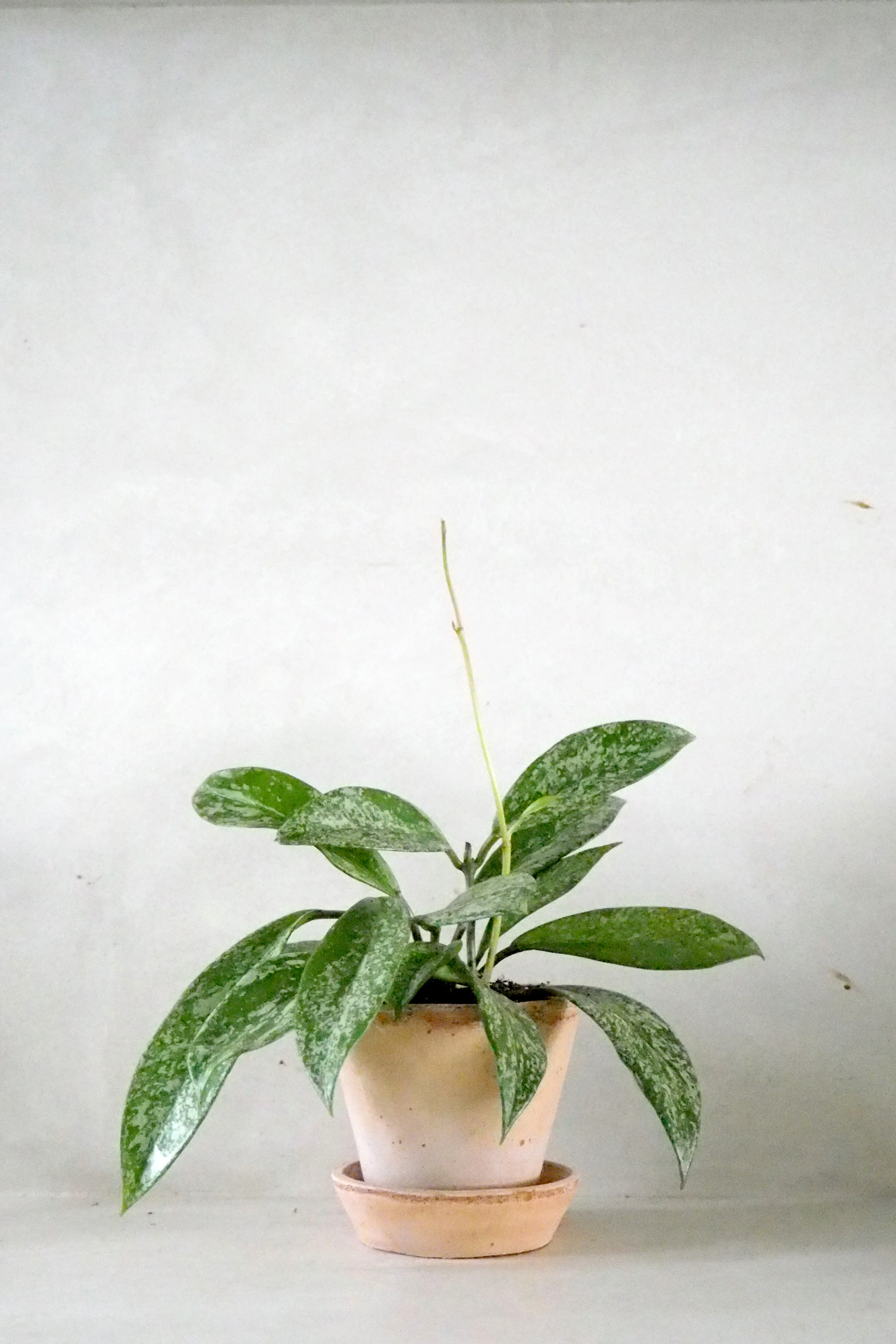 Hoya Silverspot