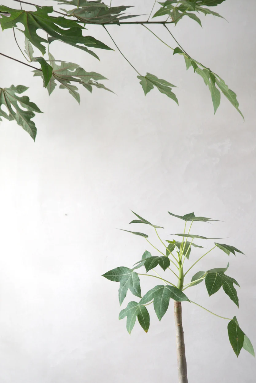 Jatropha Mahafalensis - Image 2