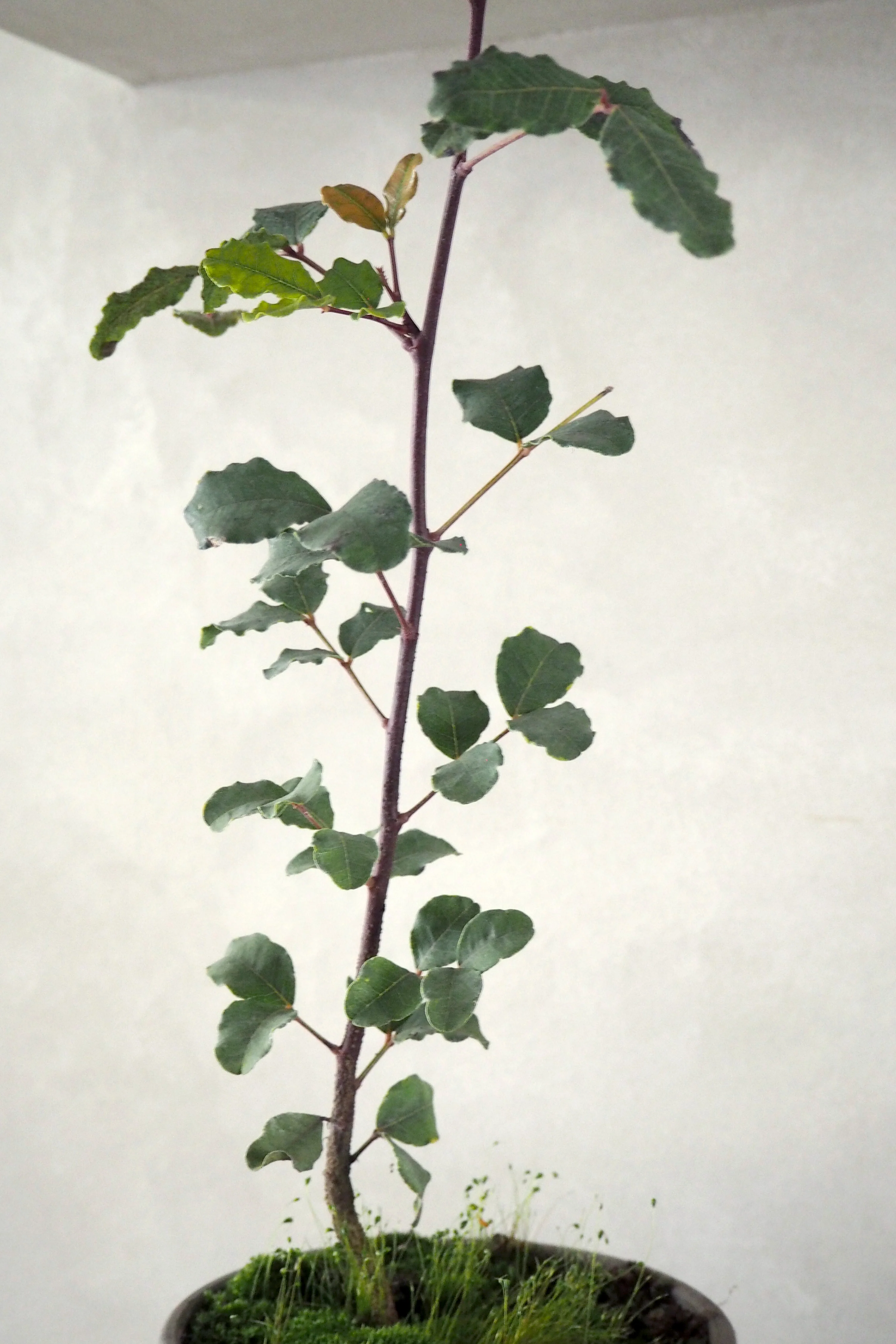 Johannesbrød - Image 4