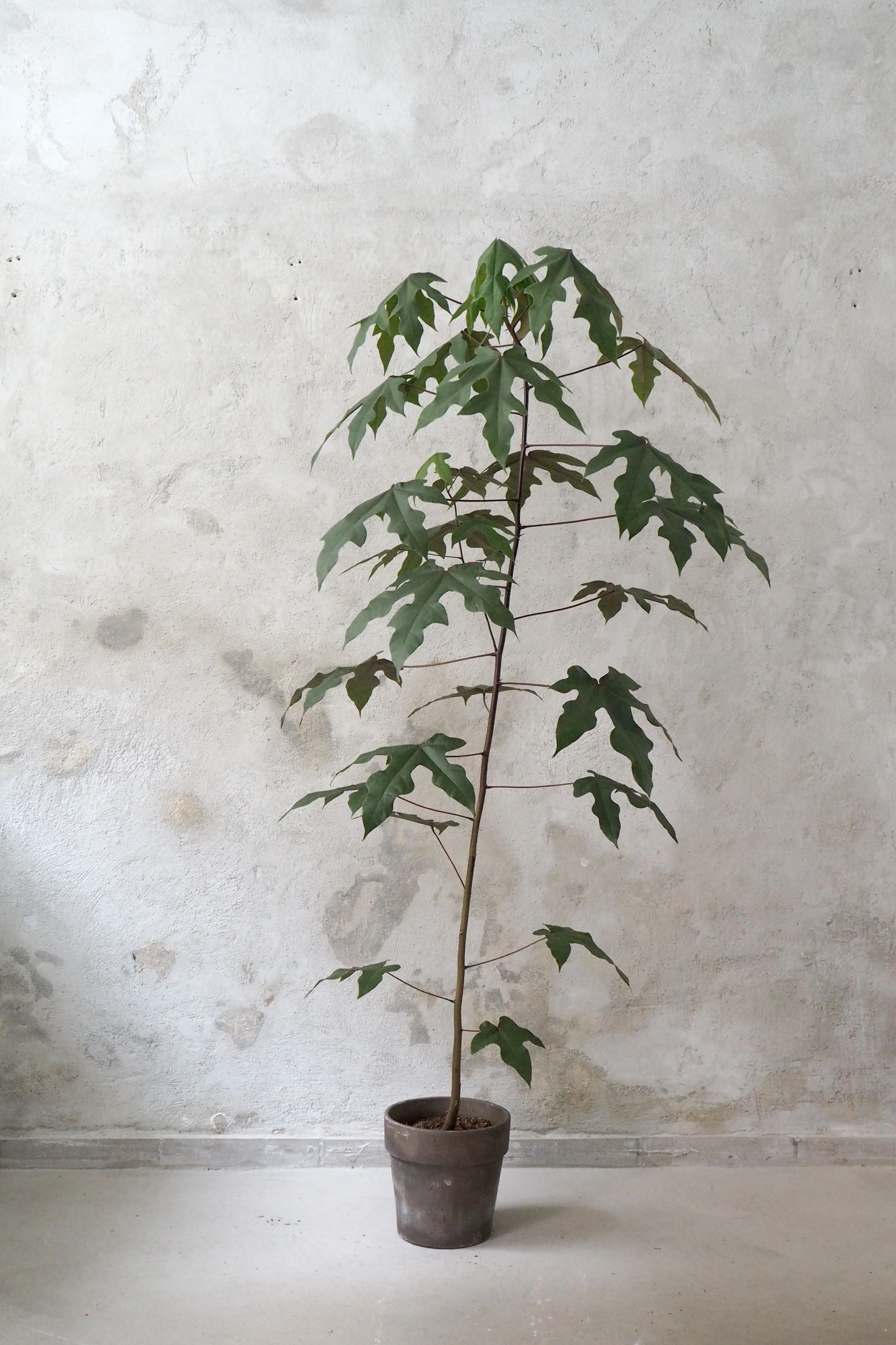 Miniaturebillede 1