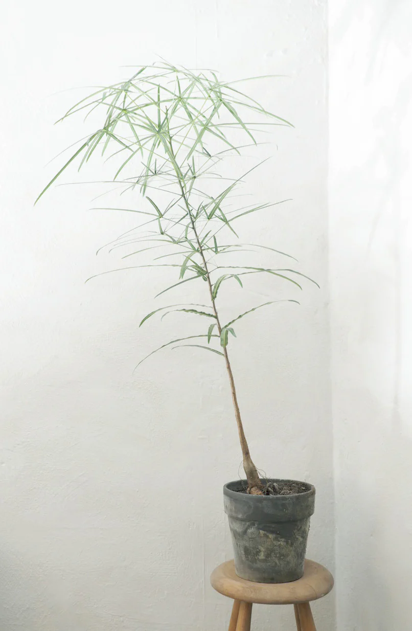 Miniaturebillede 1