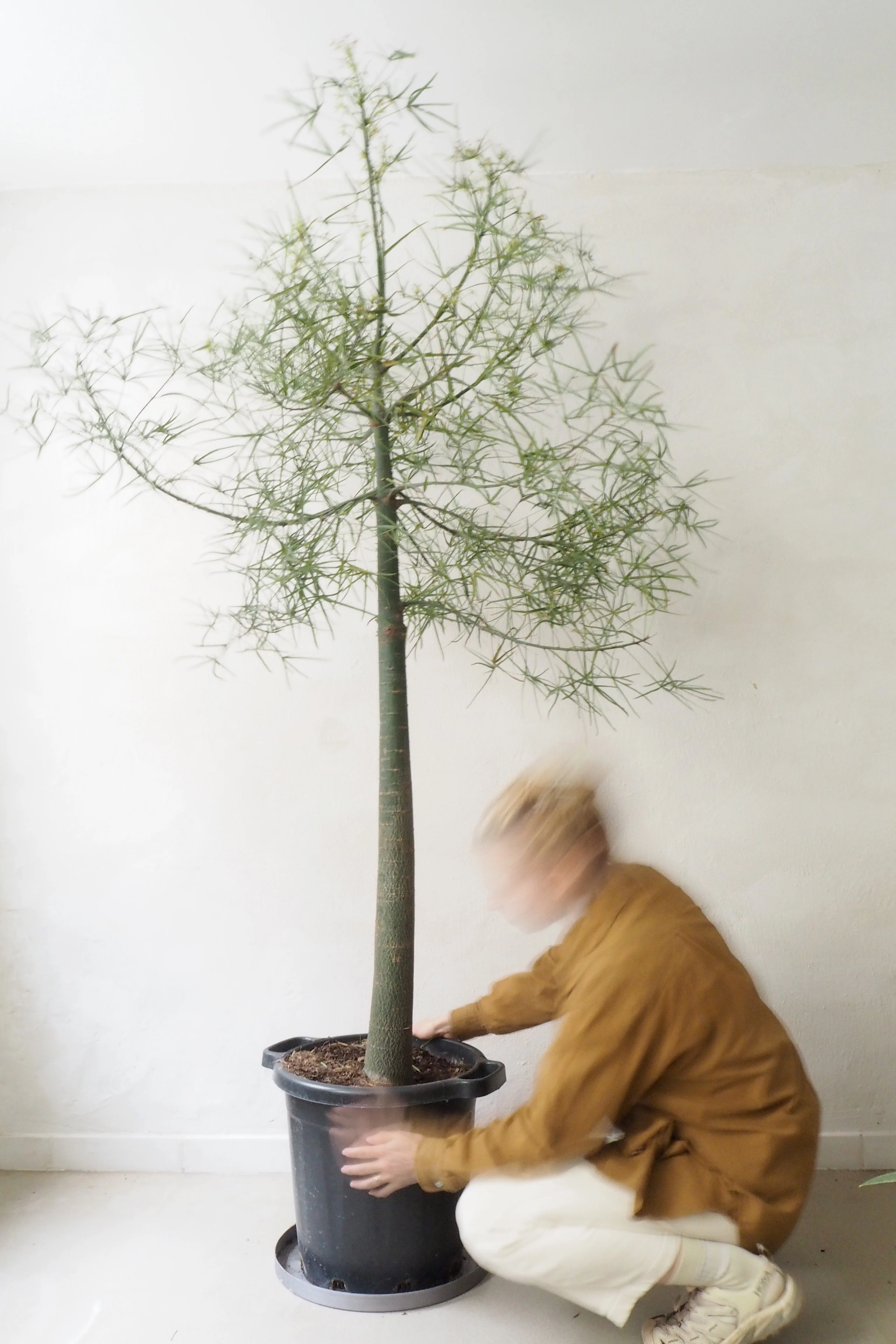 Kærlighedstræ (Stjerneblad) XXL - Image 2