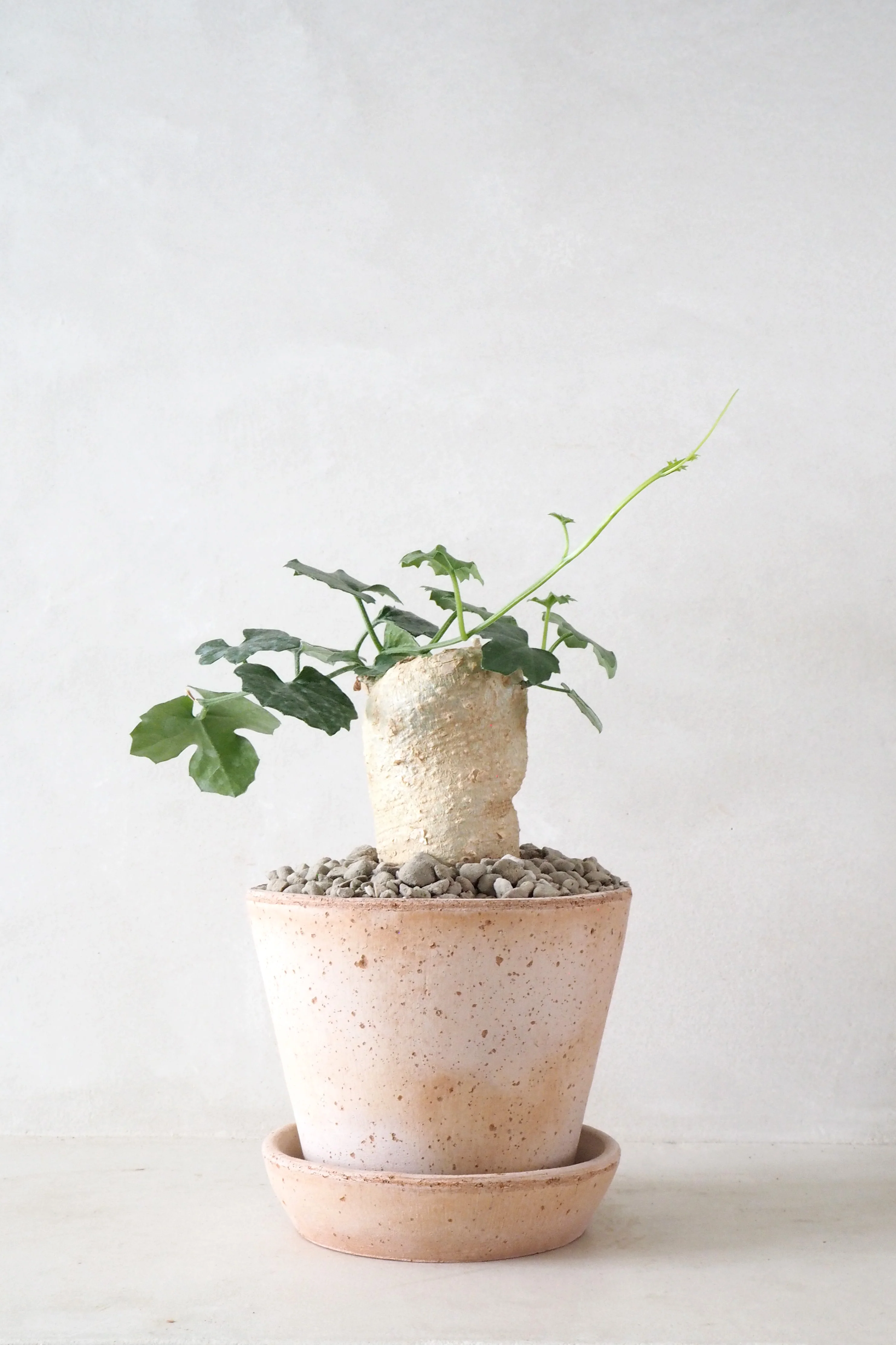 Kedrostis Africana