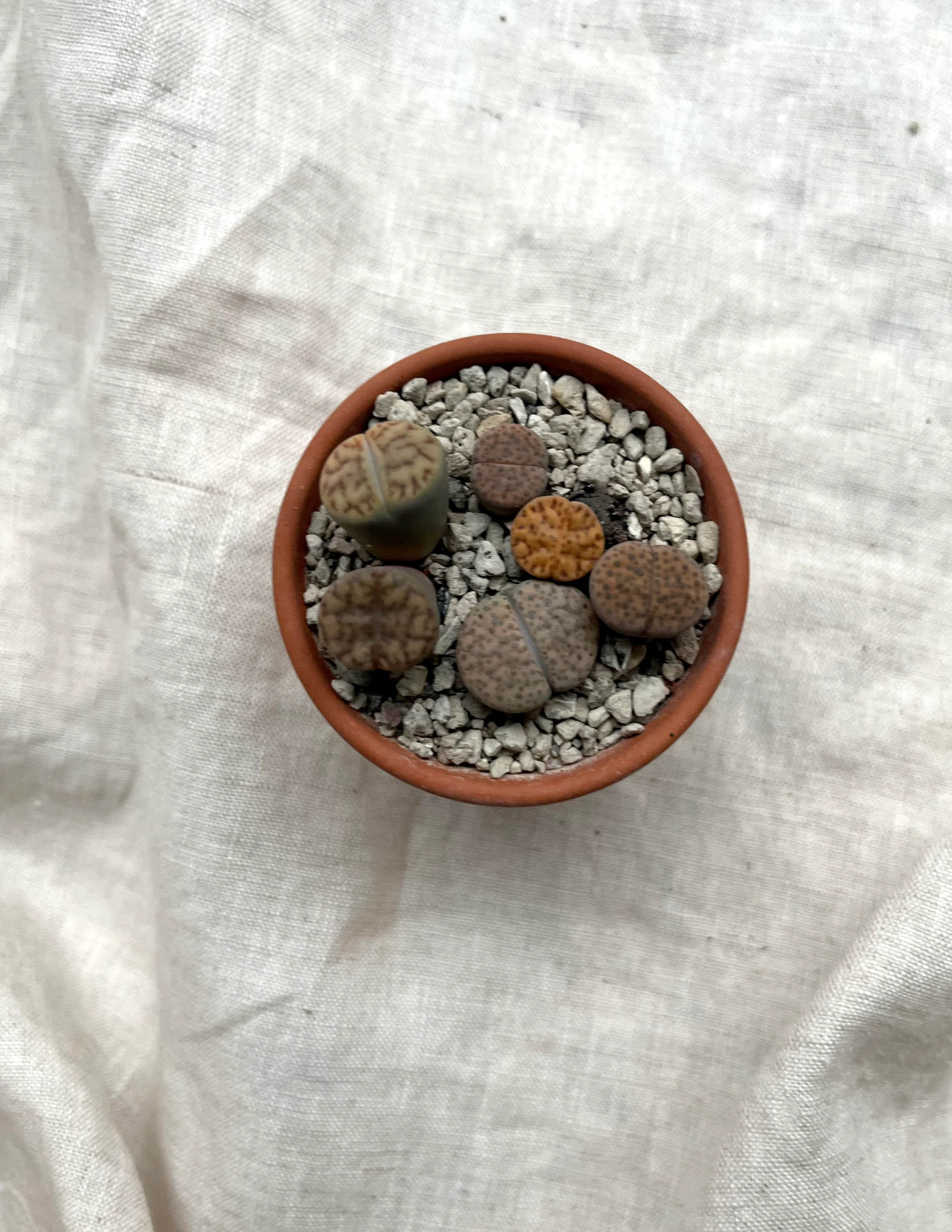 Miniaturebillede 1