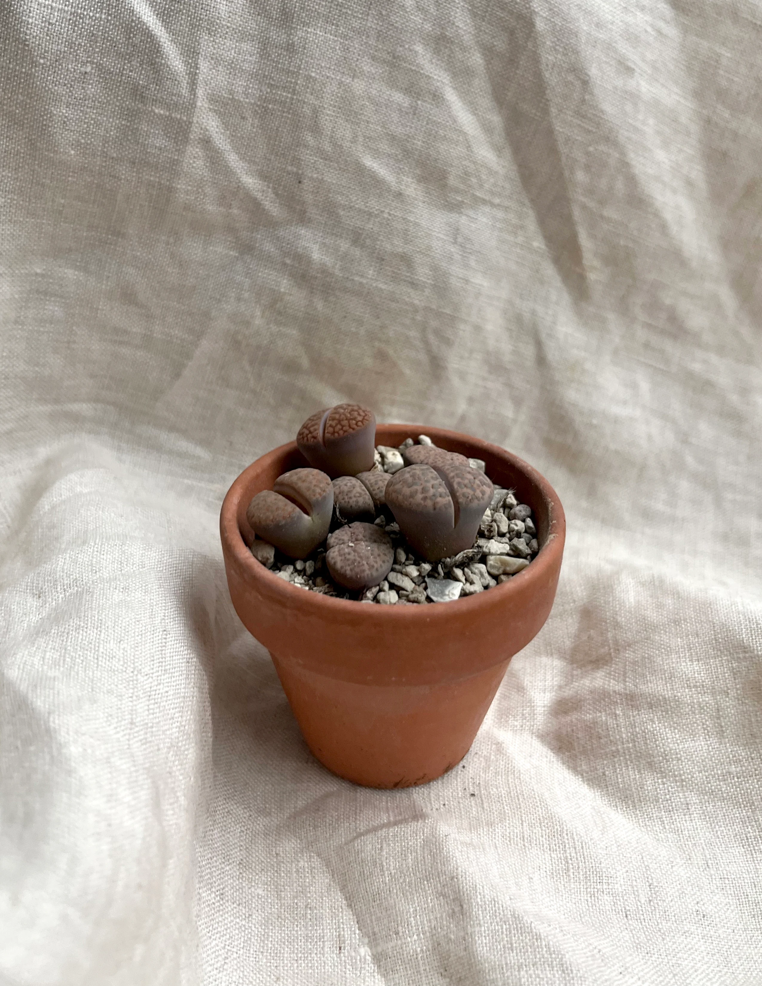 Levende sten - Lithops - Image 3