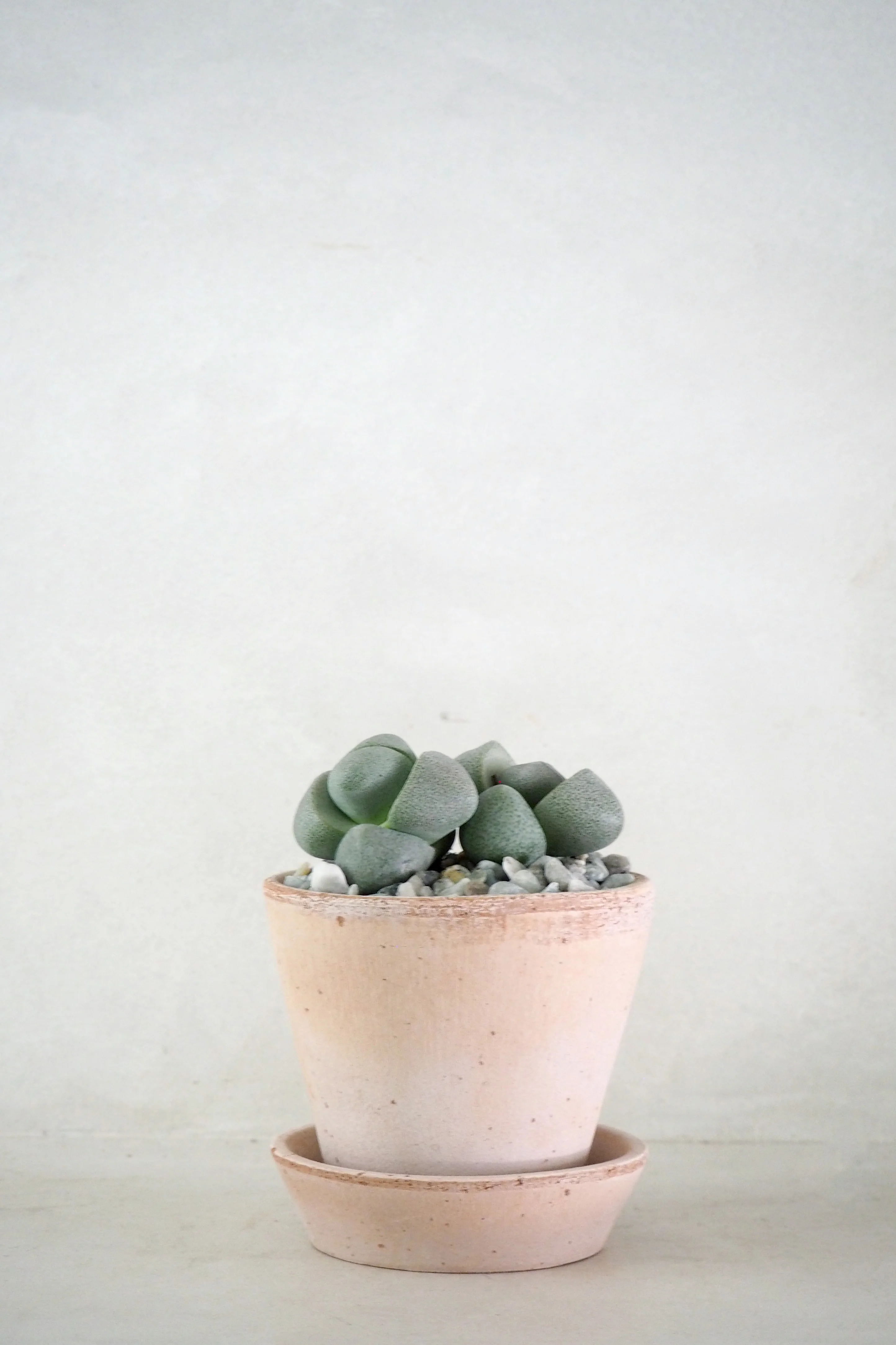 Levende Sten - Pleiospilos Nelii Green