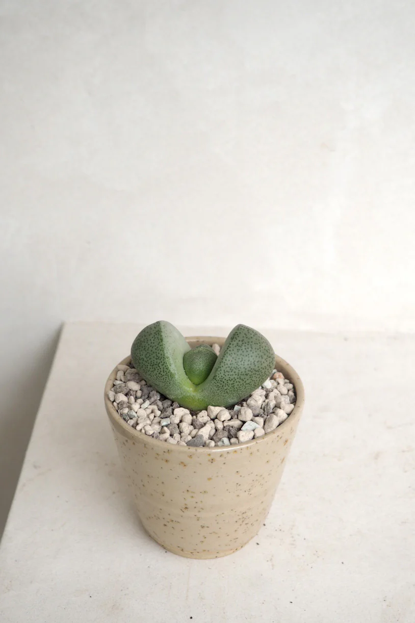 Levende Sten - Pleiospilos Green, mini - Image 2