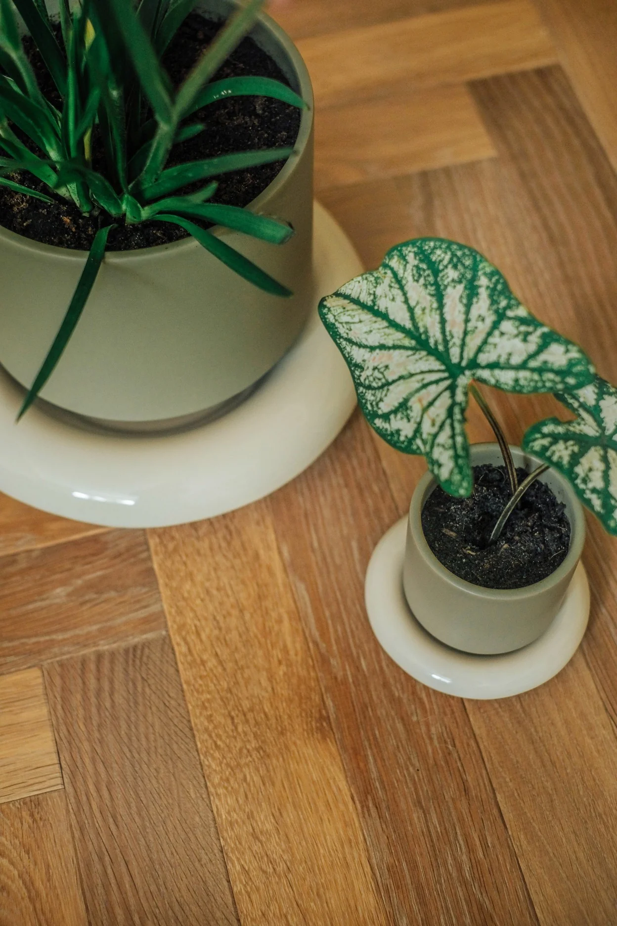 Lily krukke, sage green