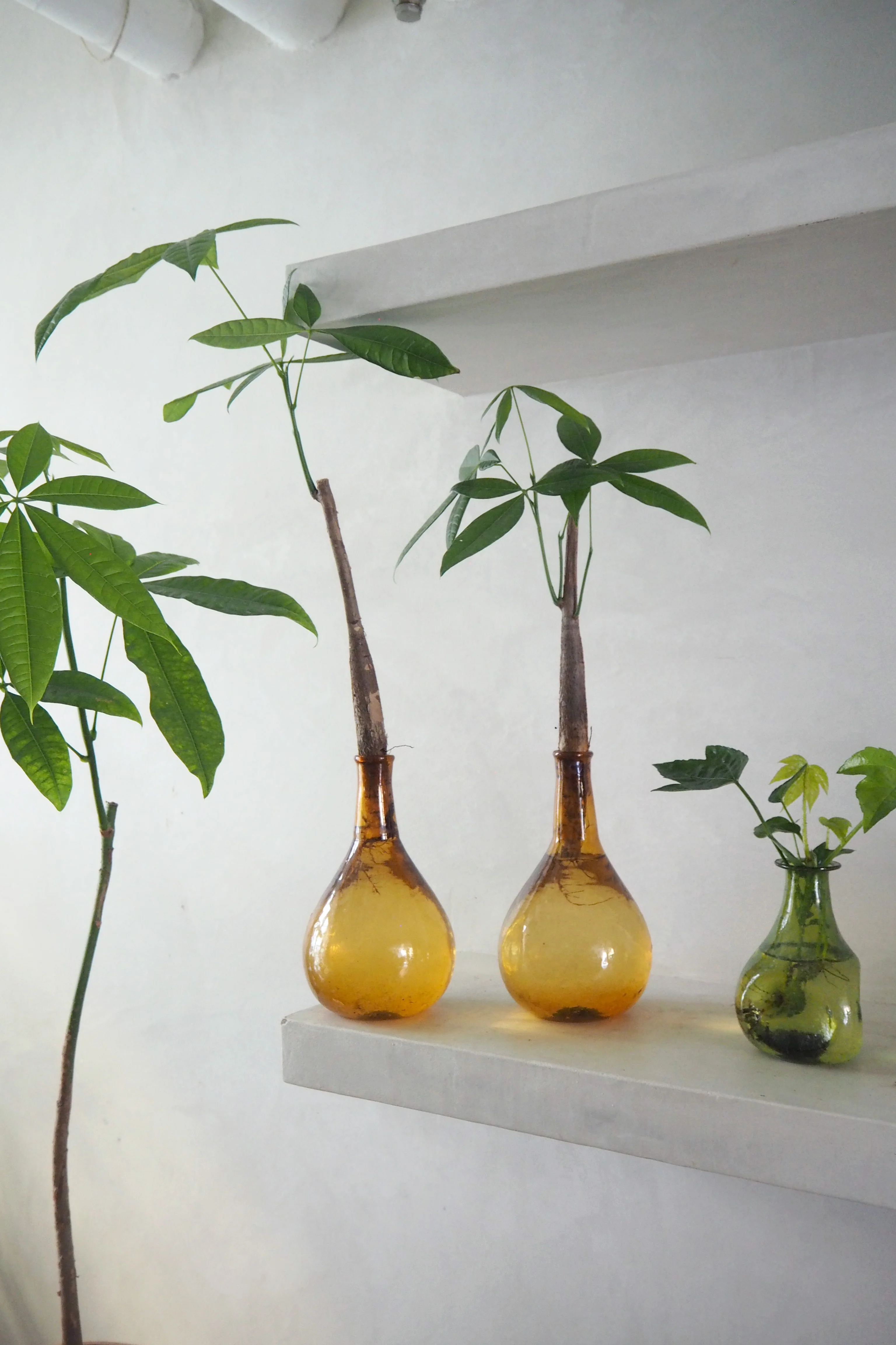 Lykkekastanje Japandi i glas - Image 3