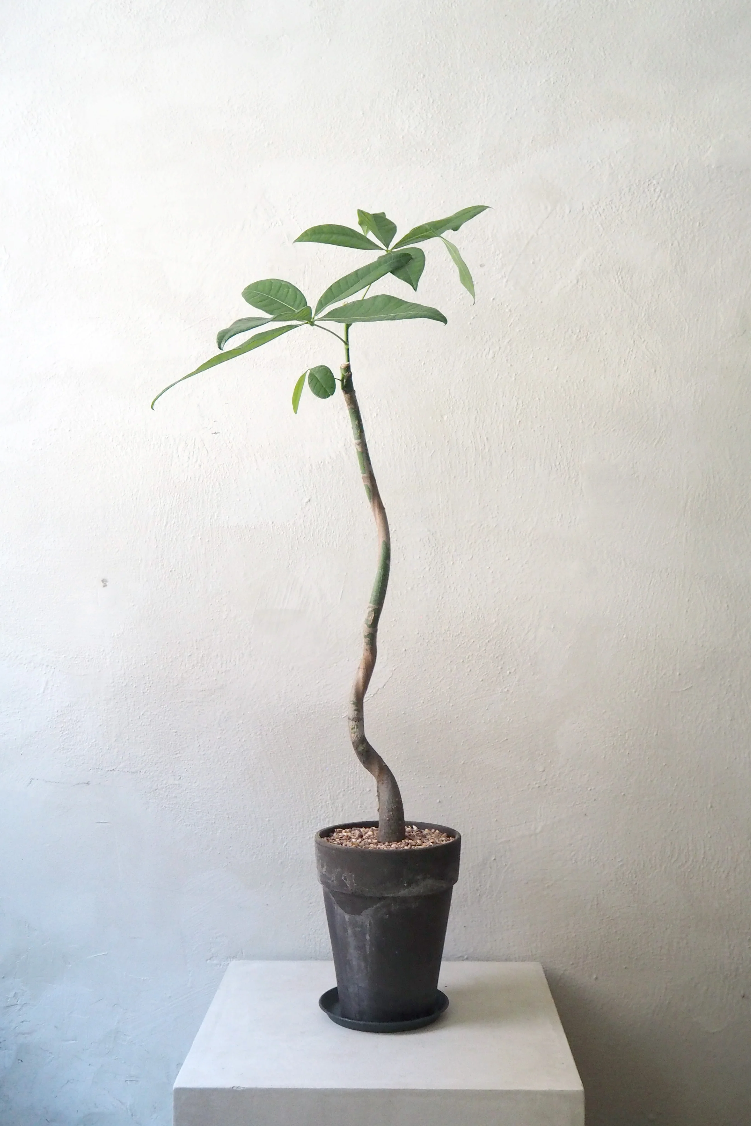 Miniaturebillede 1