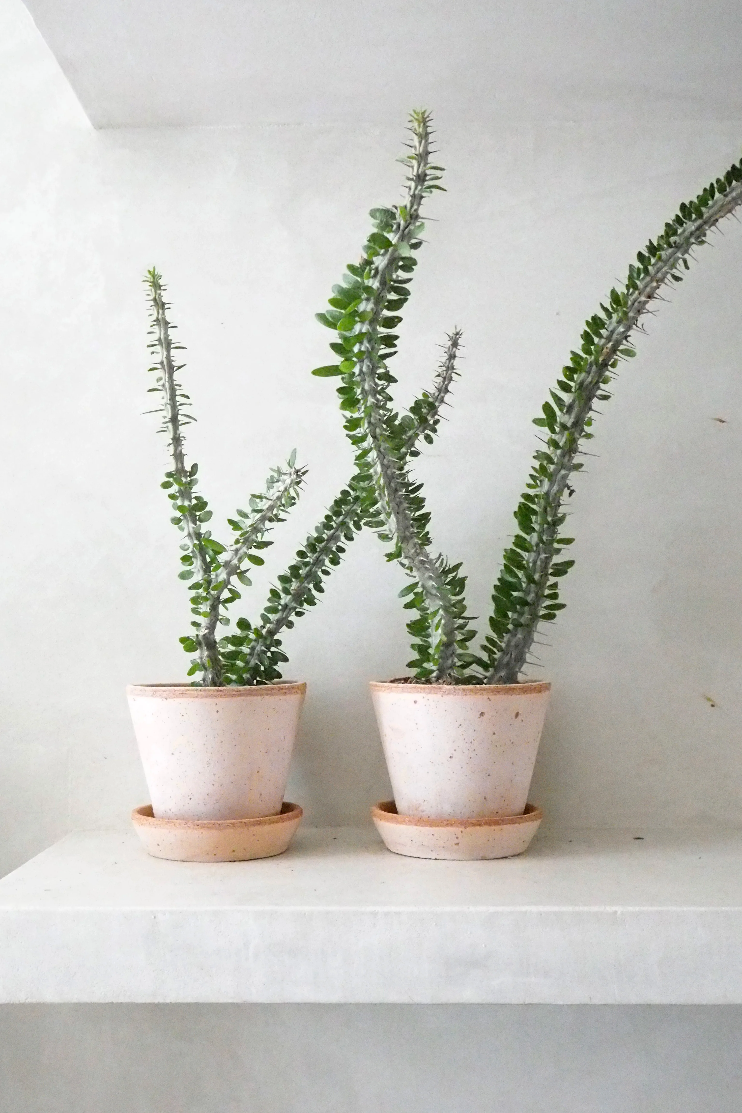 Madagaskar Ocotillo - Image 3